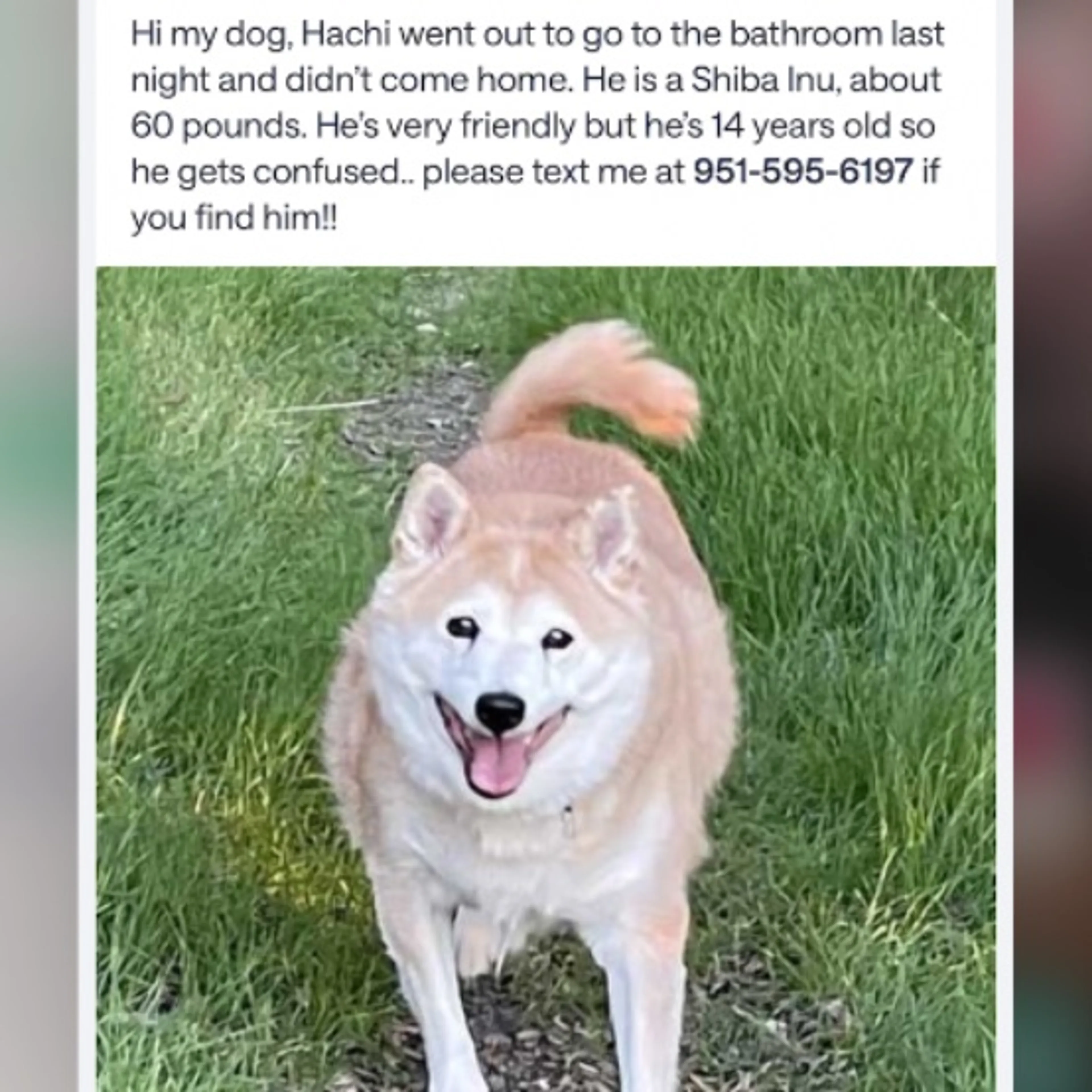 Lost pet