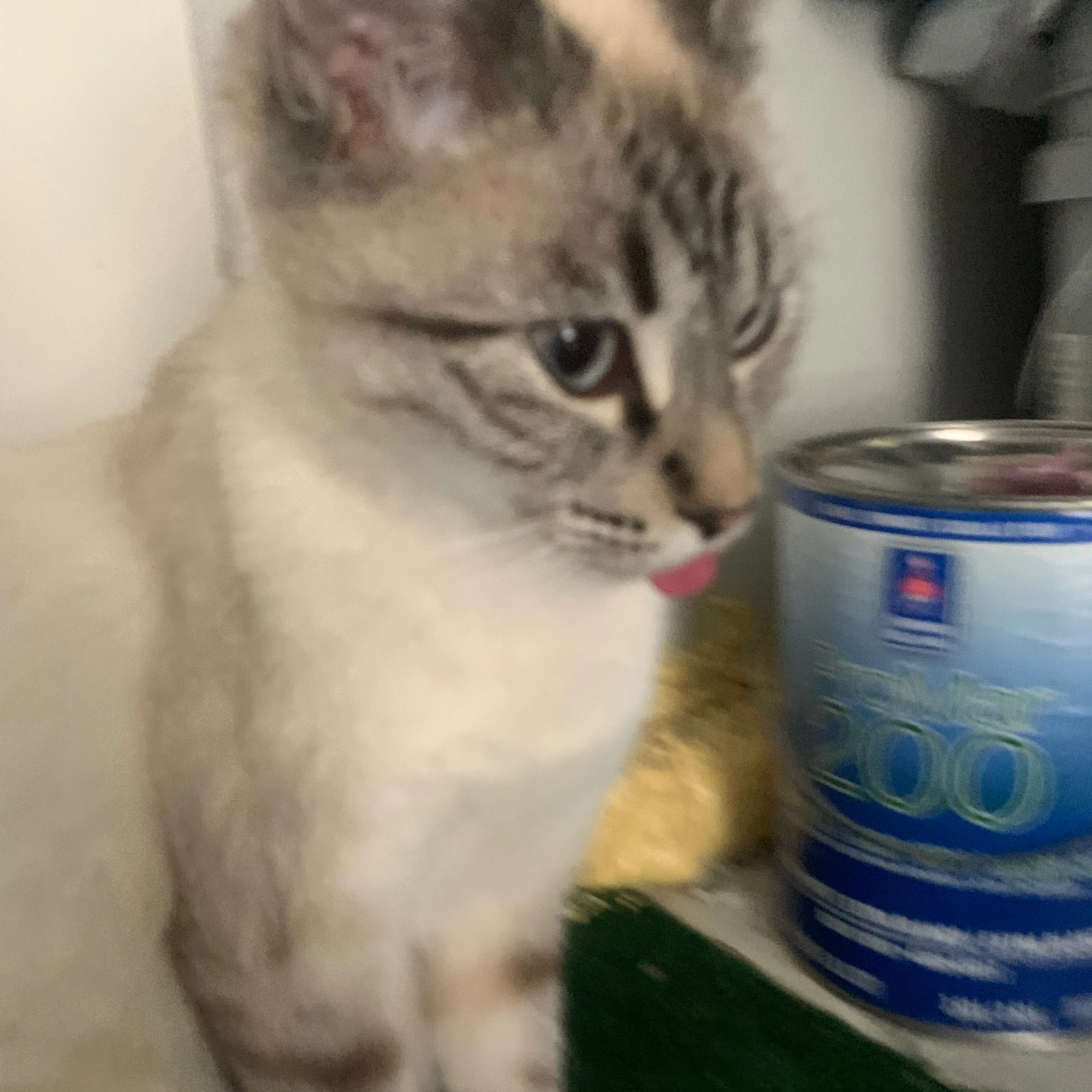 Lost pet-3