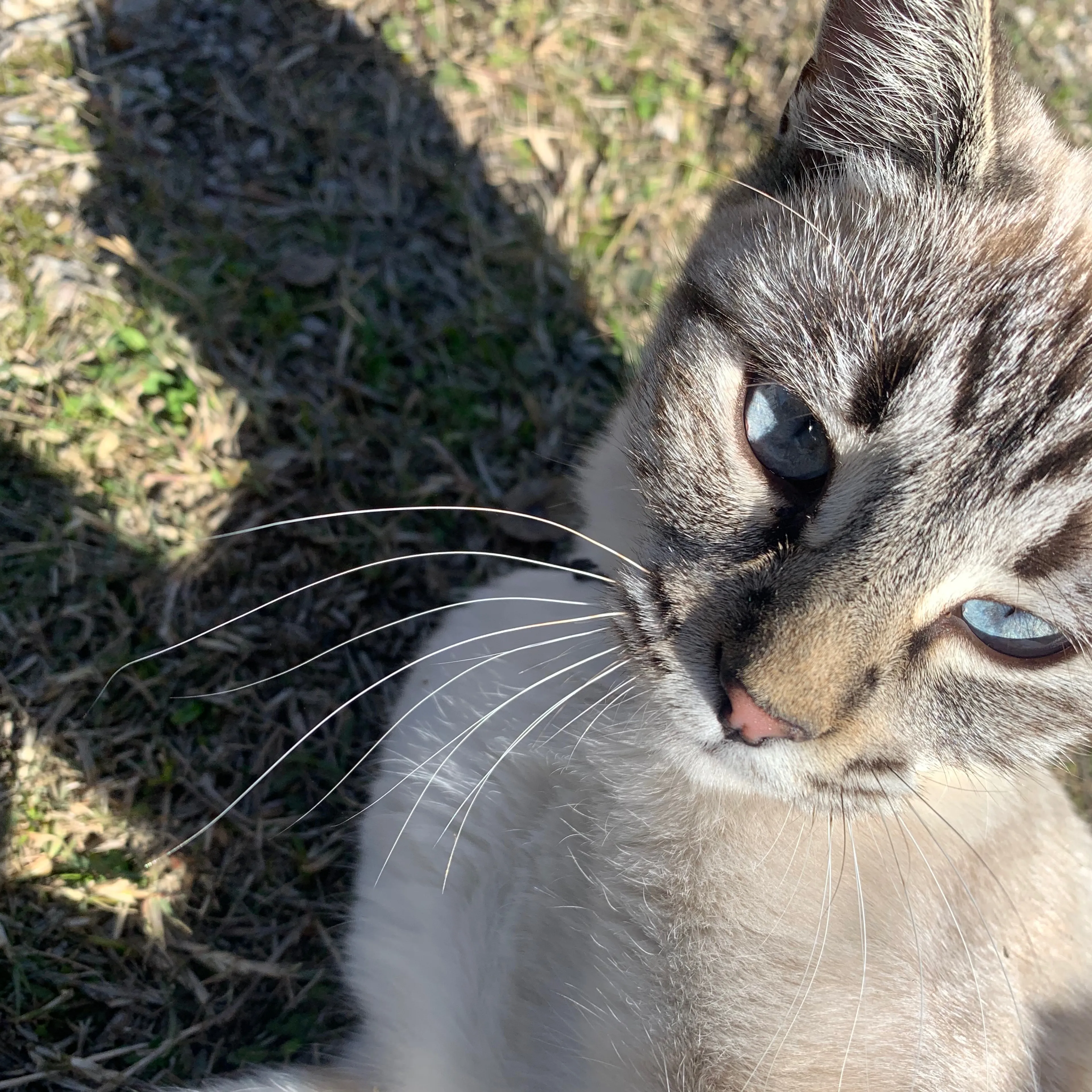 Lost pet-2