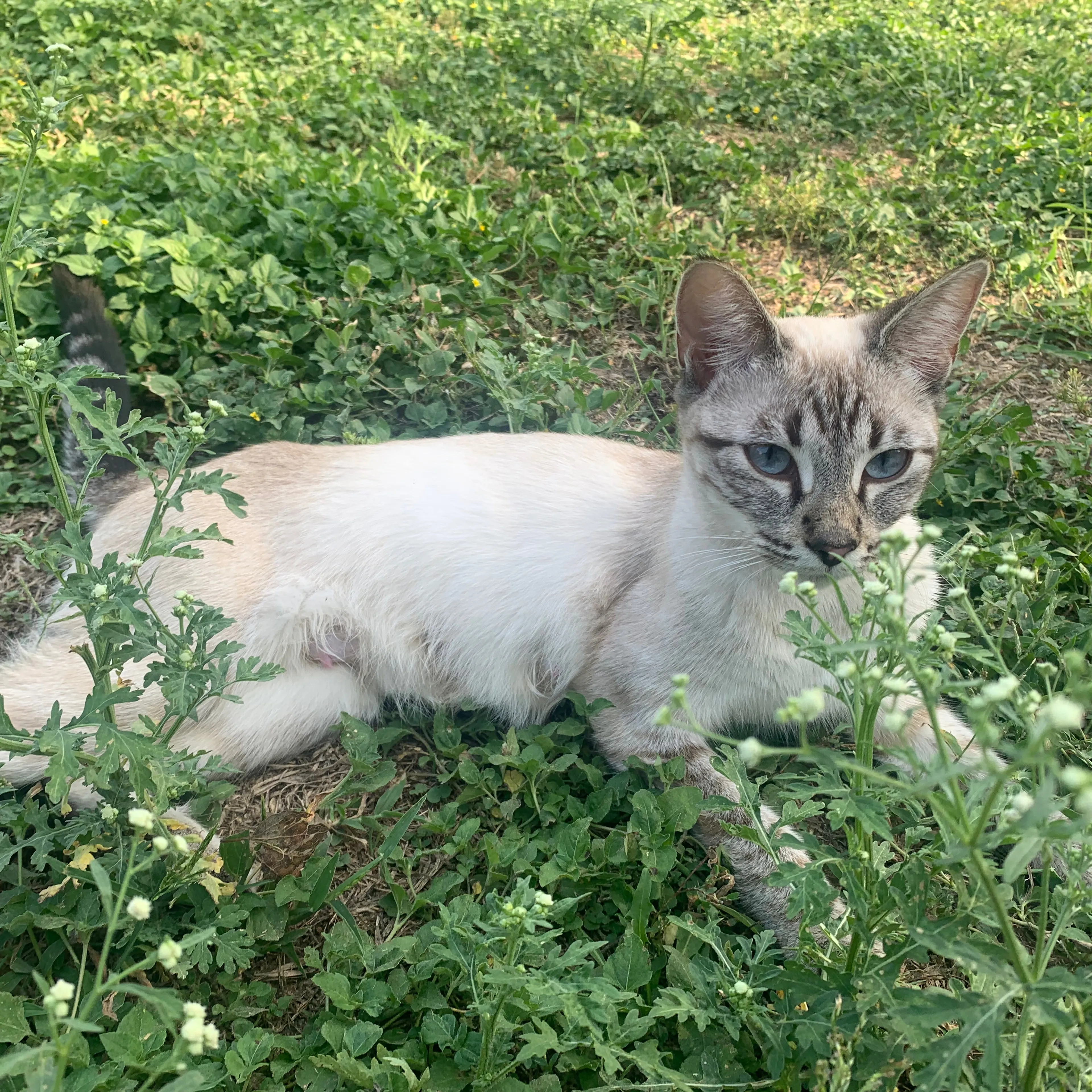 Lost pet-1