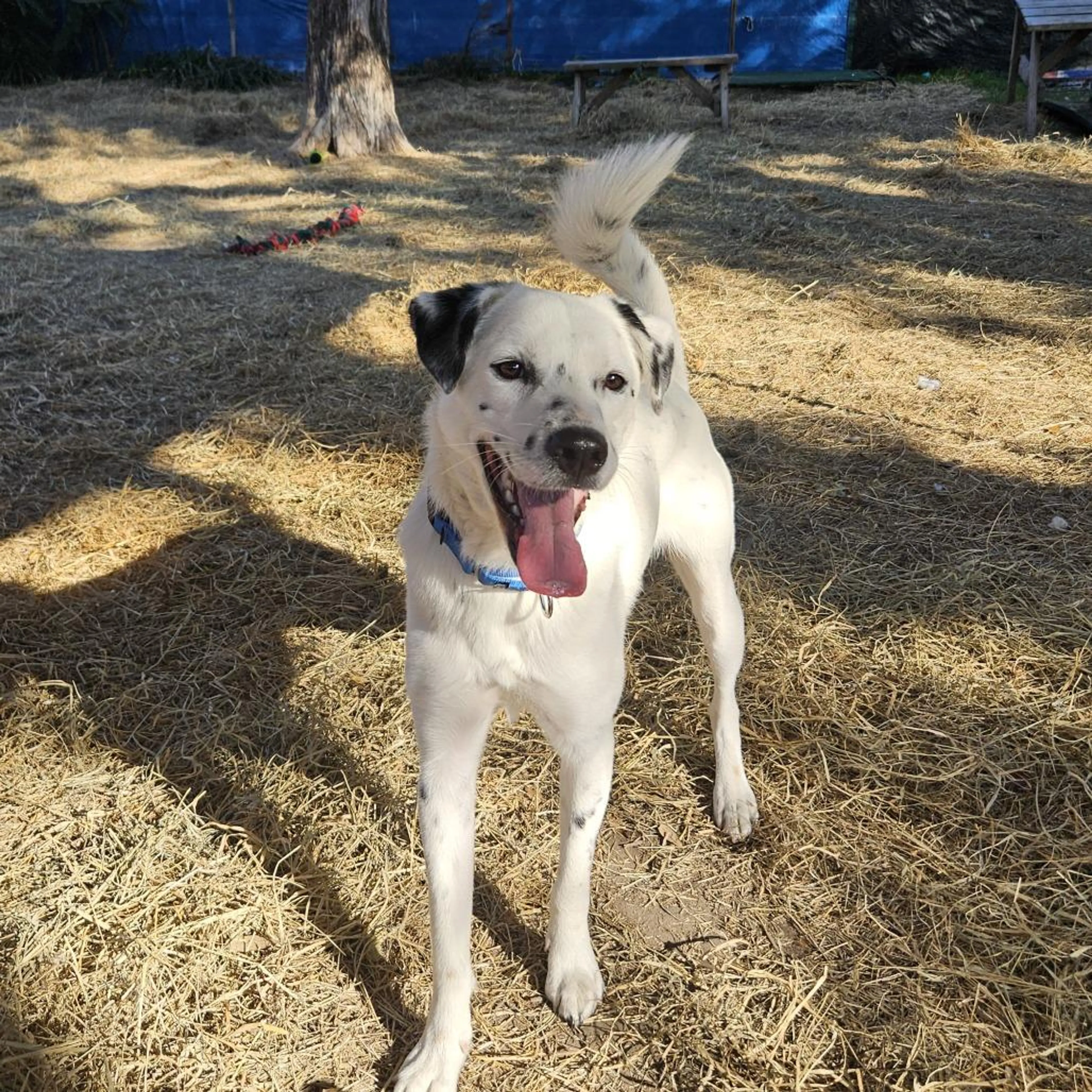 cdn image
