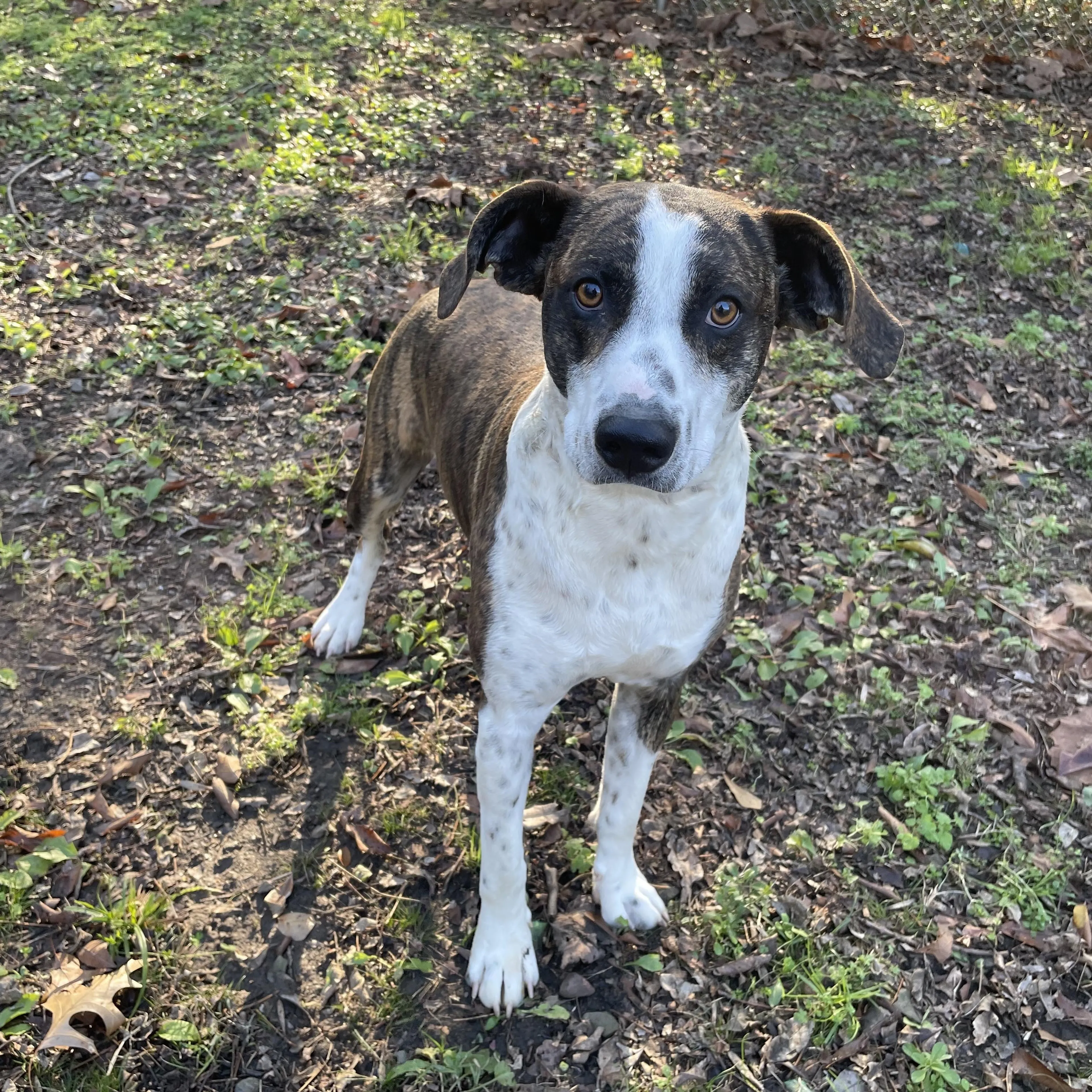 Found pet-4