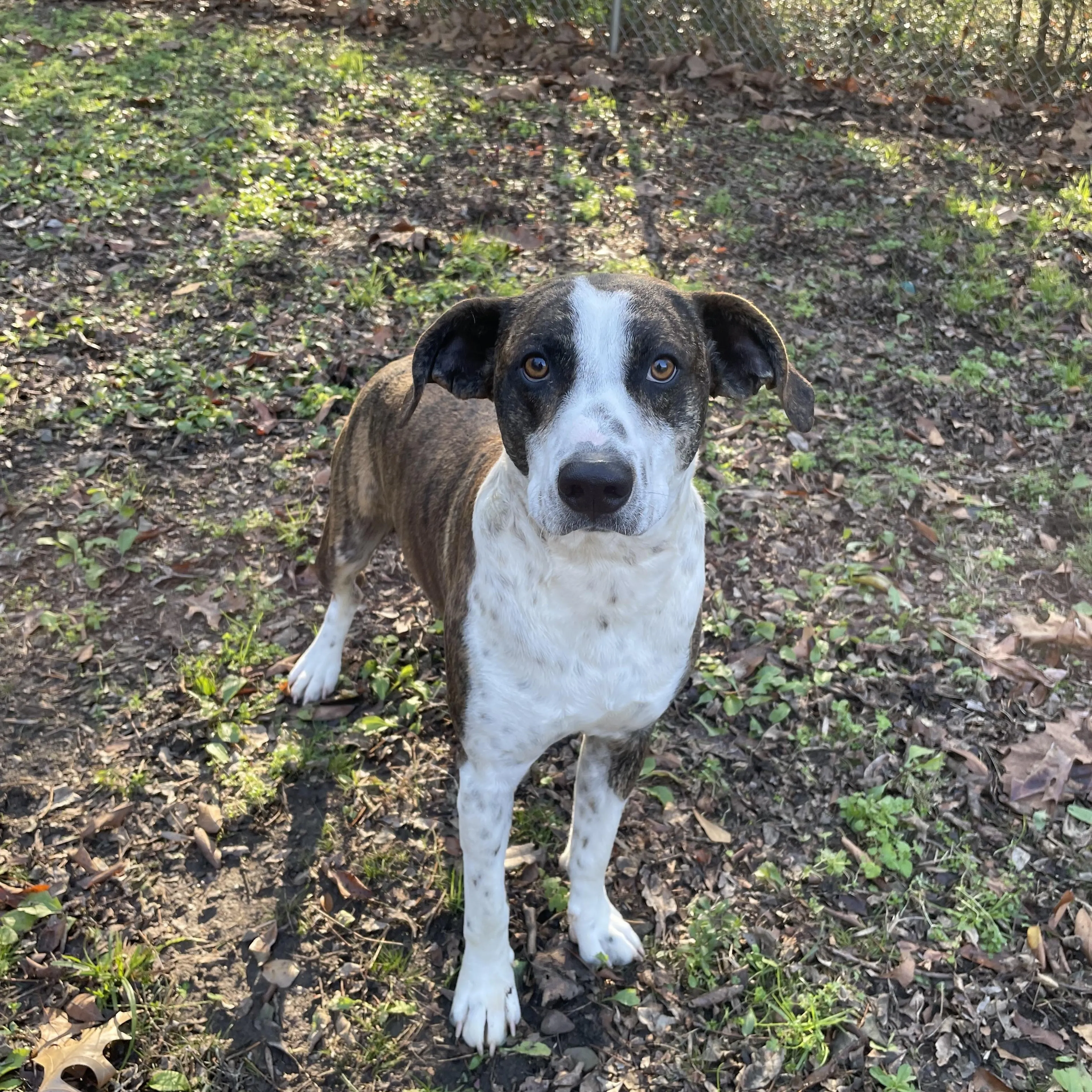 Found pet-1