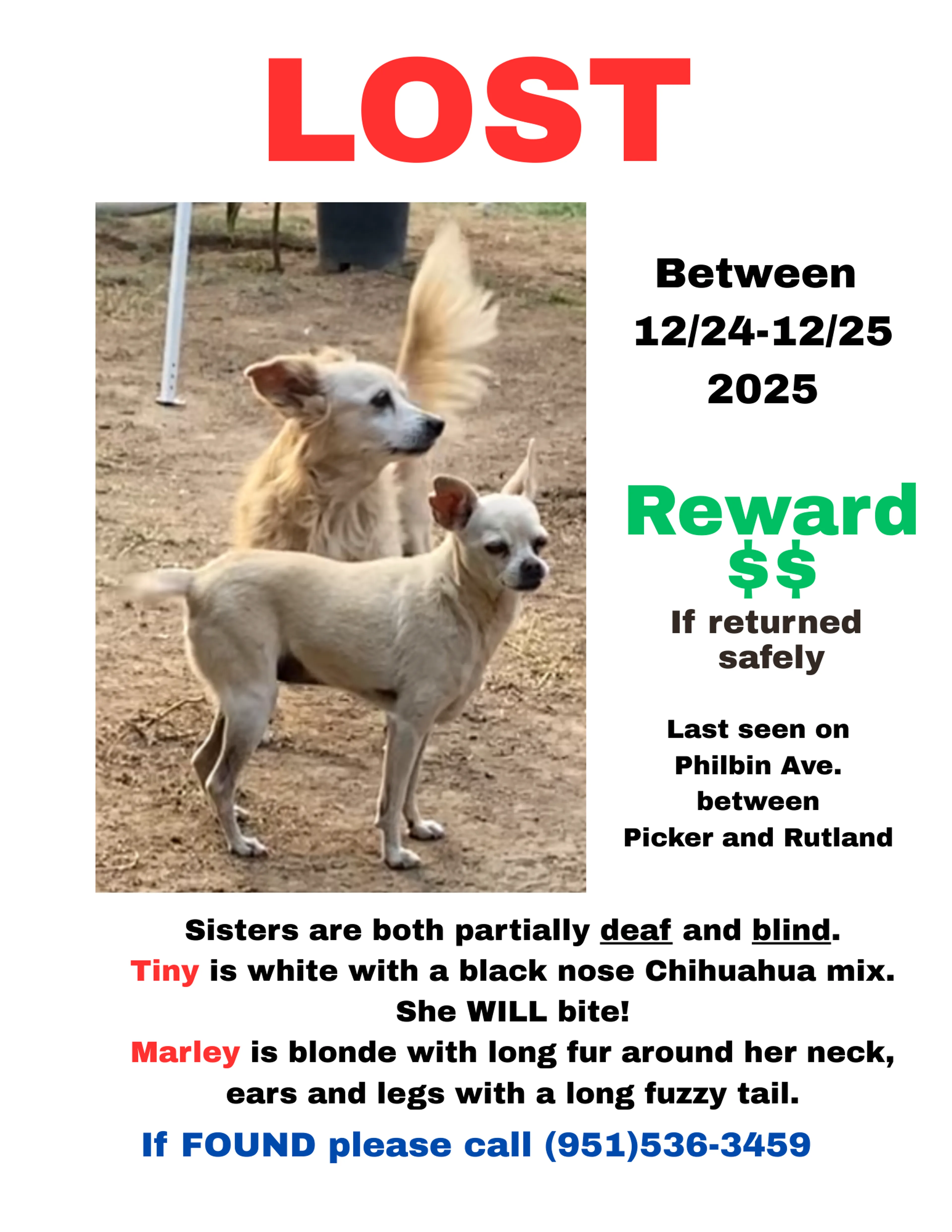 Lost pet
