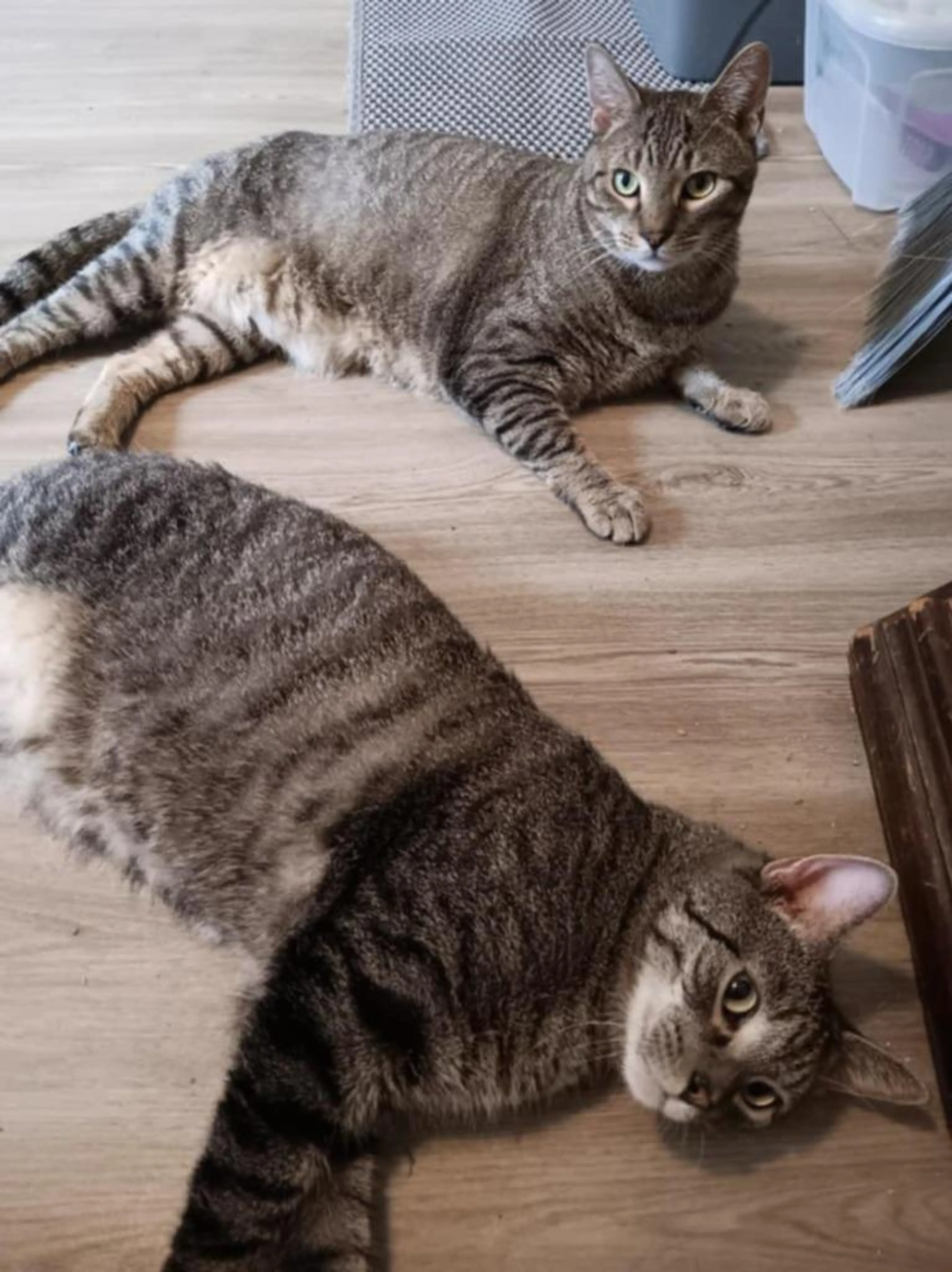 Found pet-1