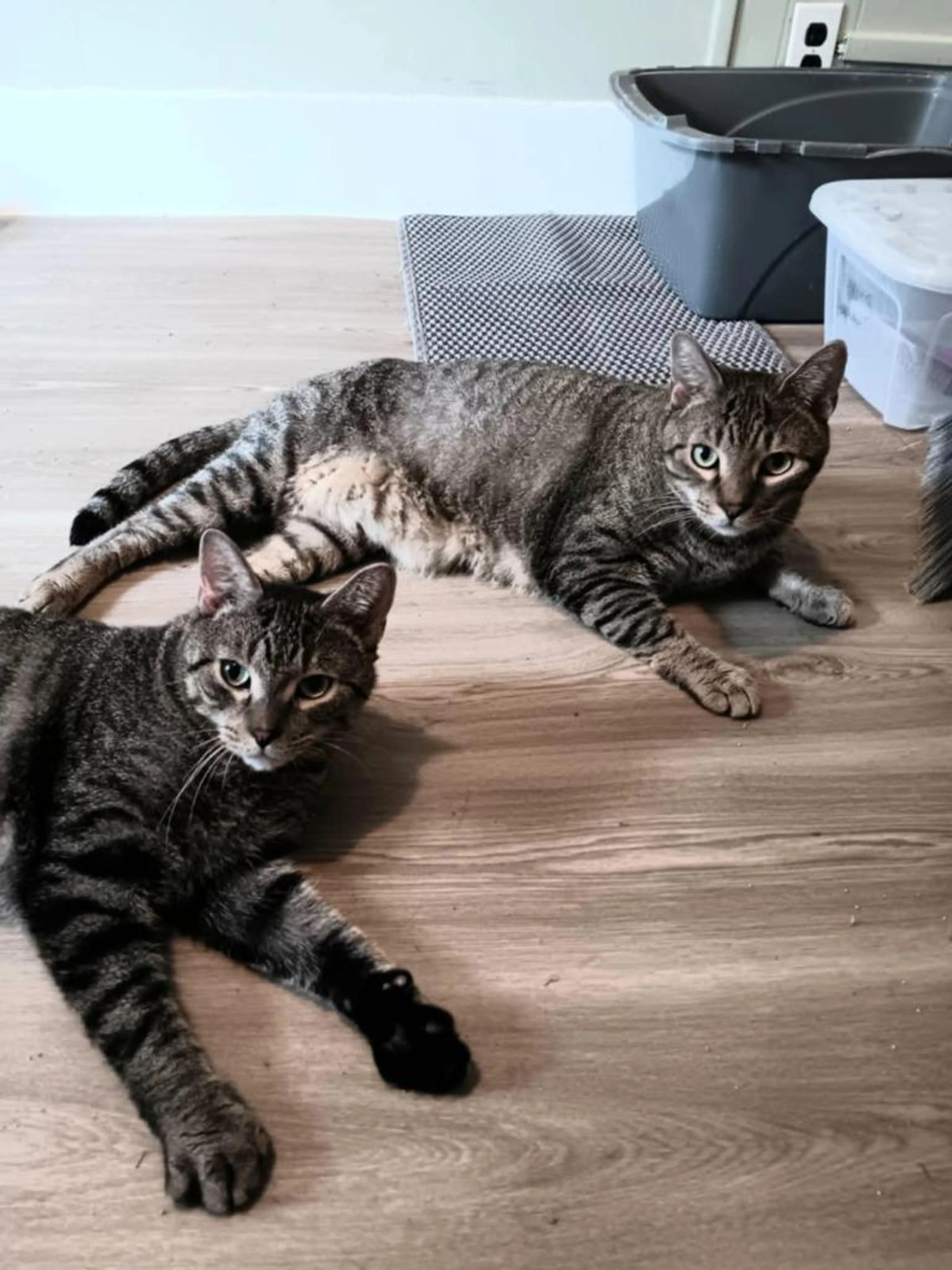 Found pet-0