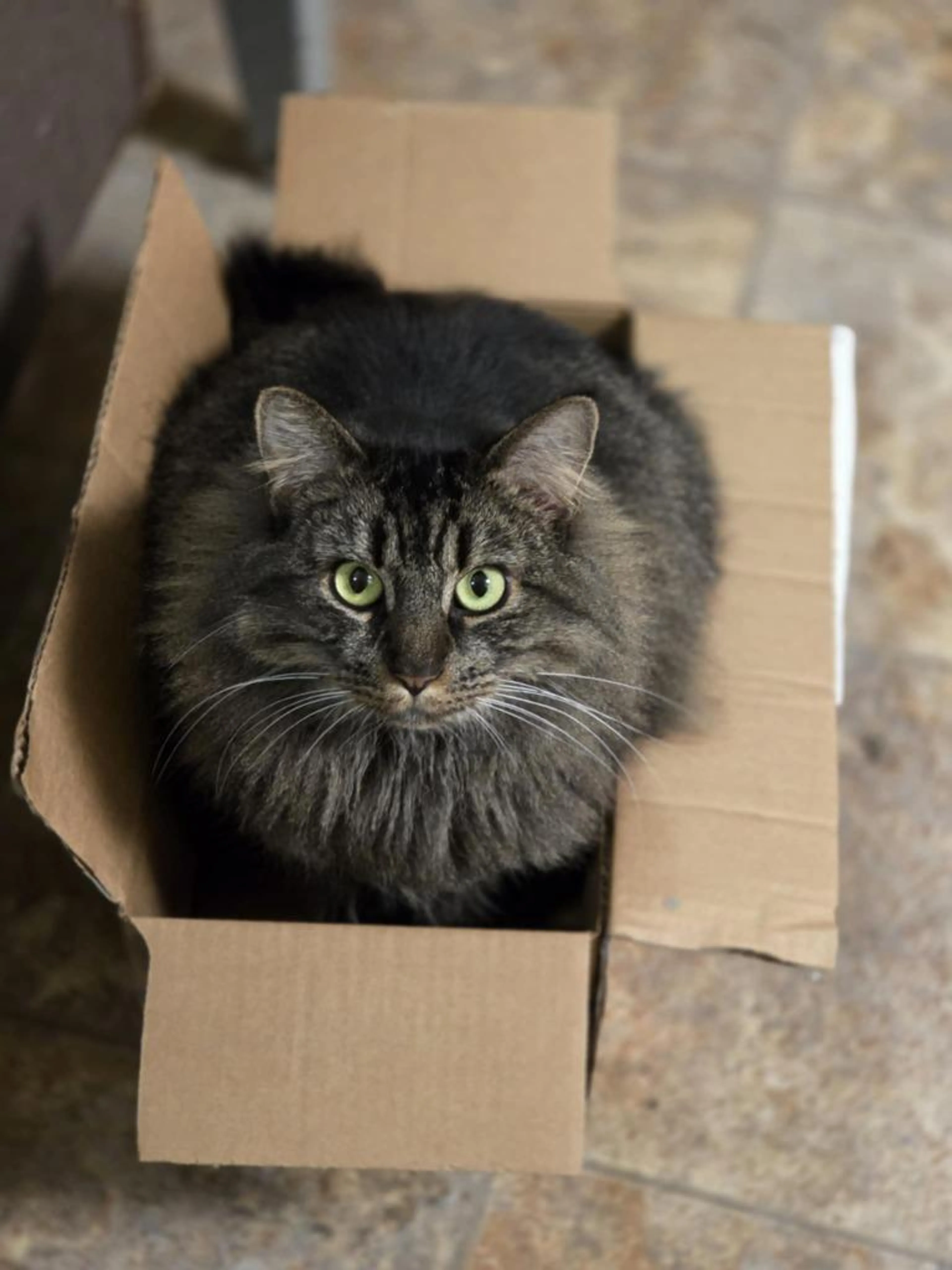Found pet-1