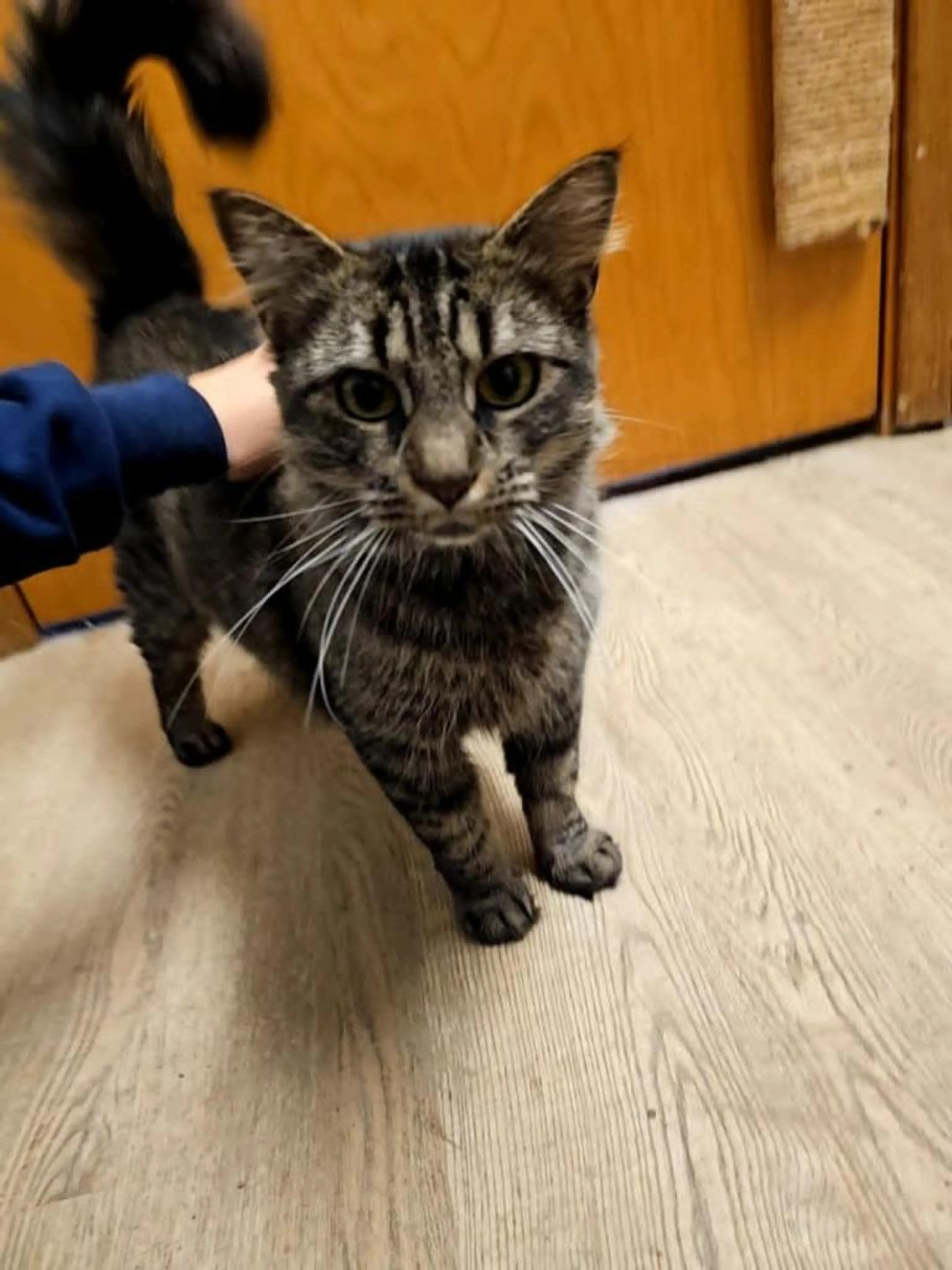 Found pet-3