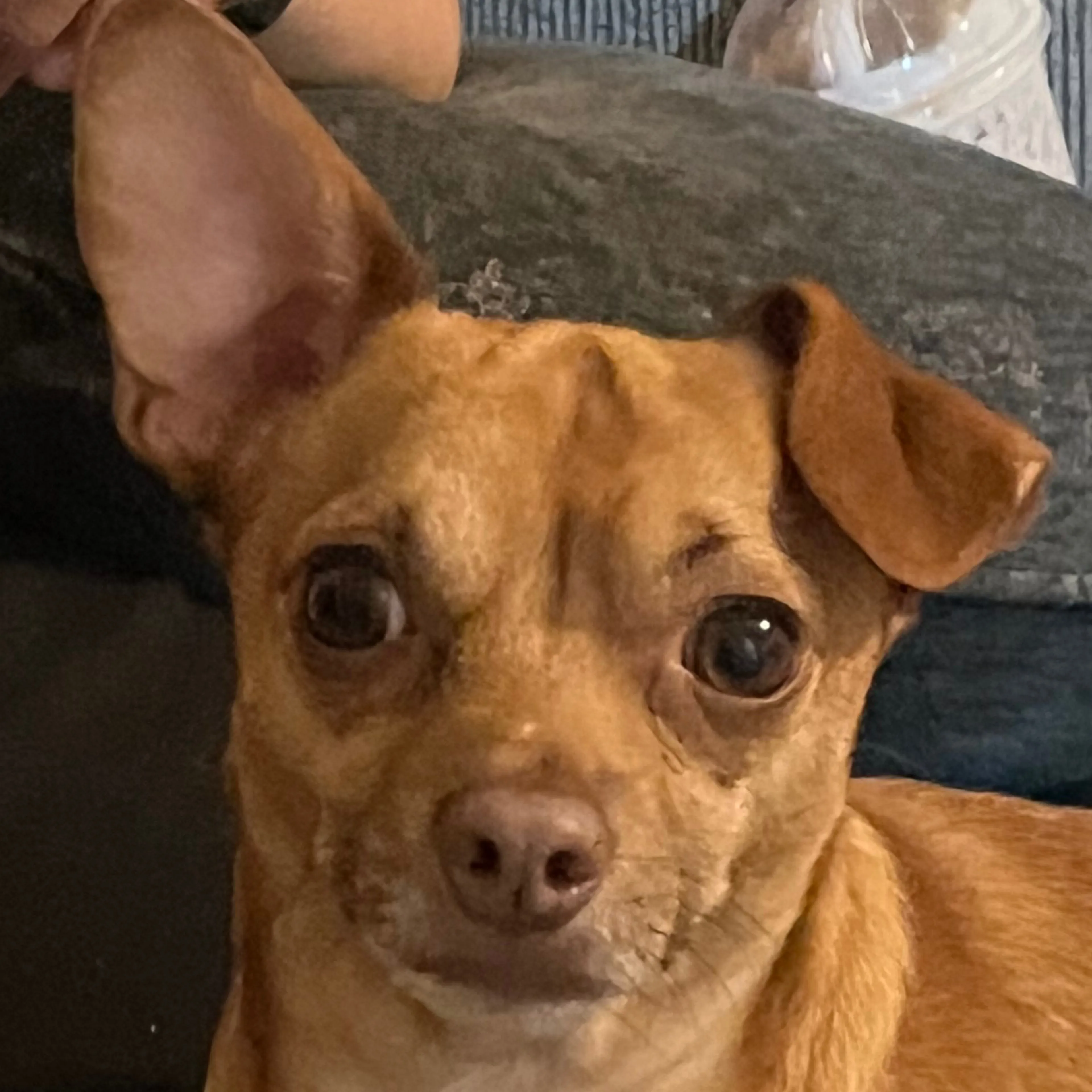 Lost pet-2