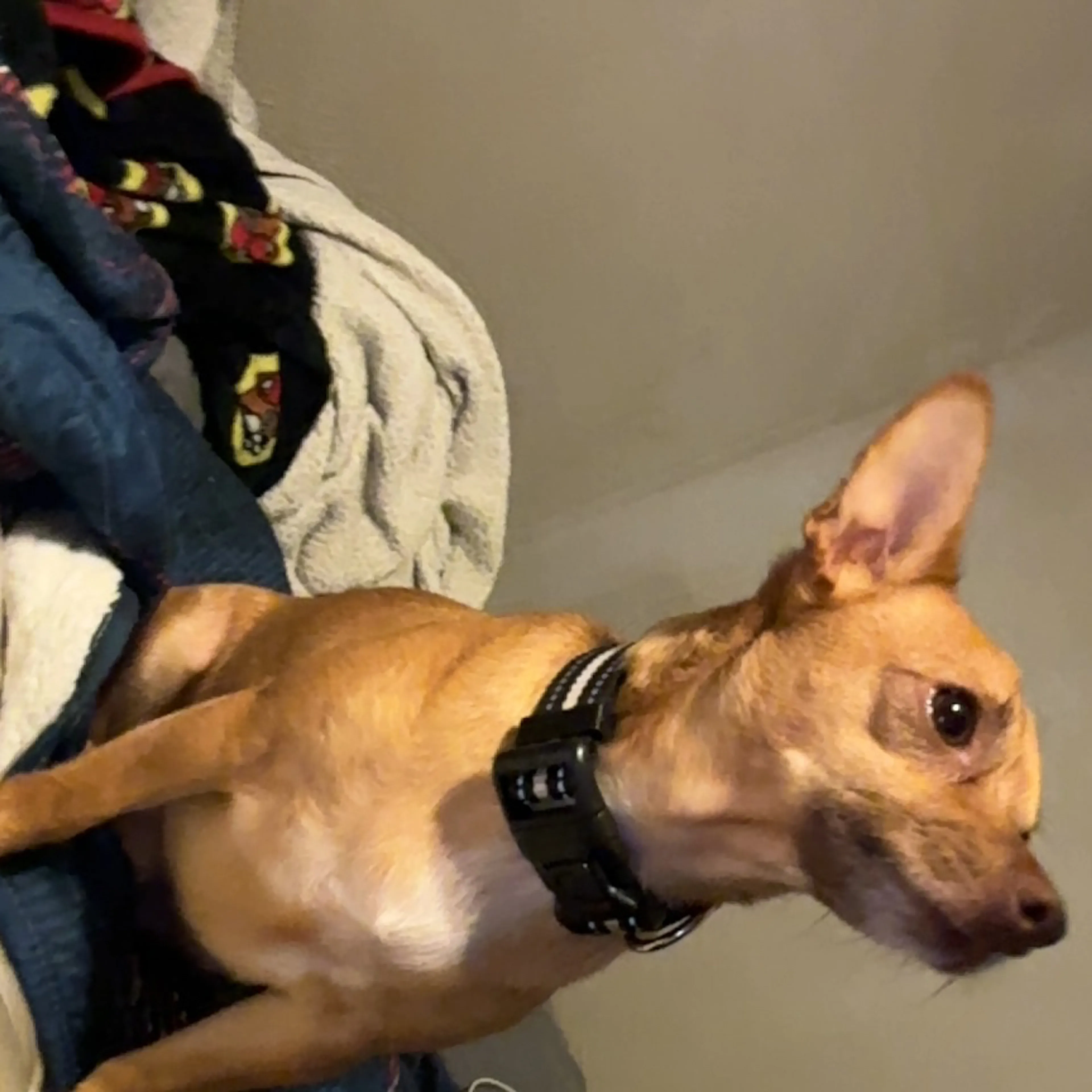 Lost pet-1