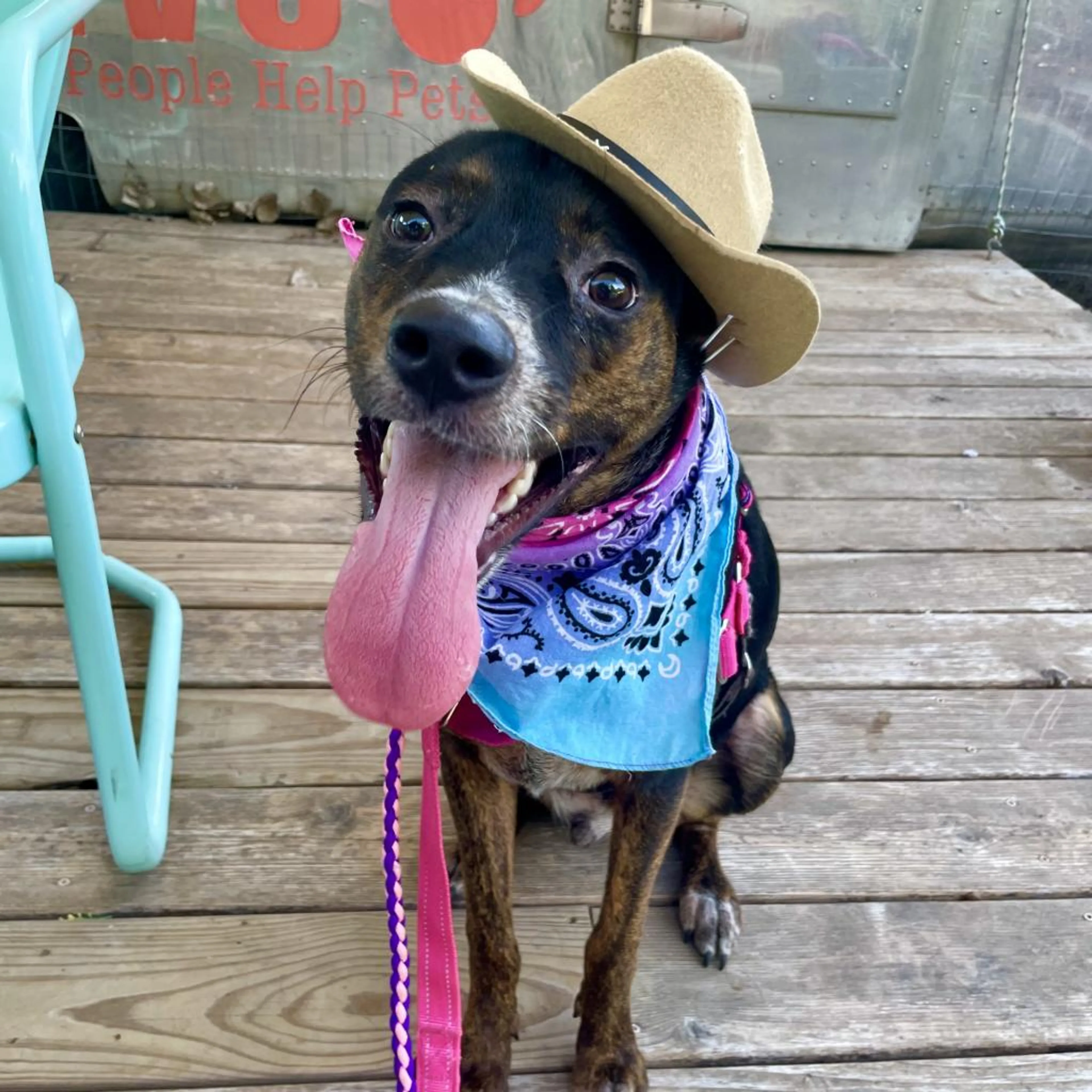 Found pet-5
