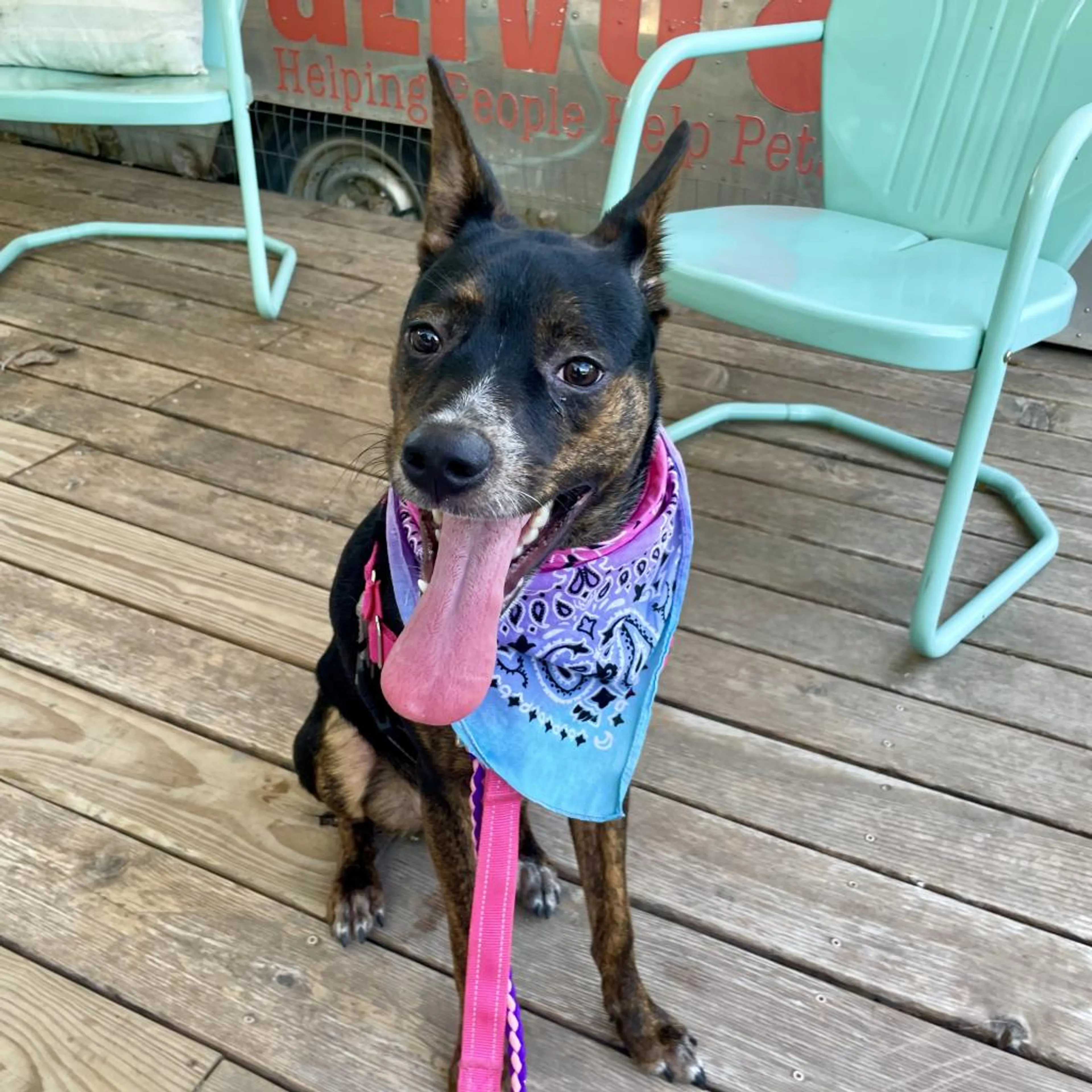 Found pet-2