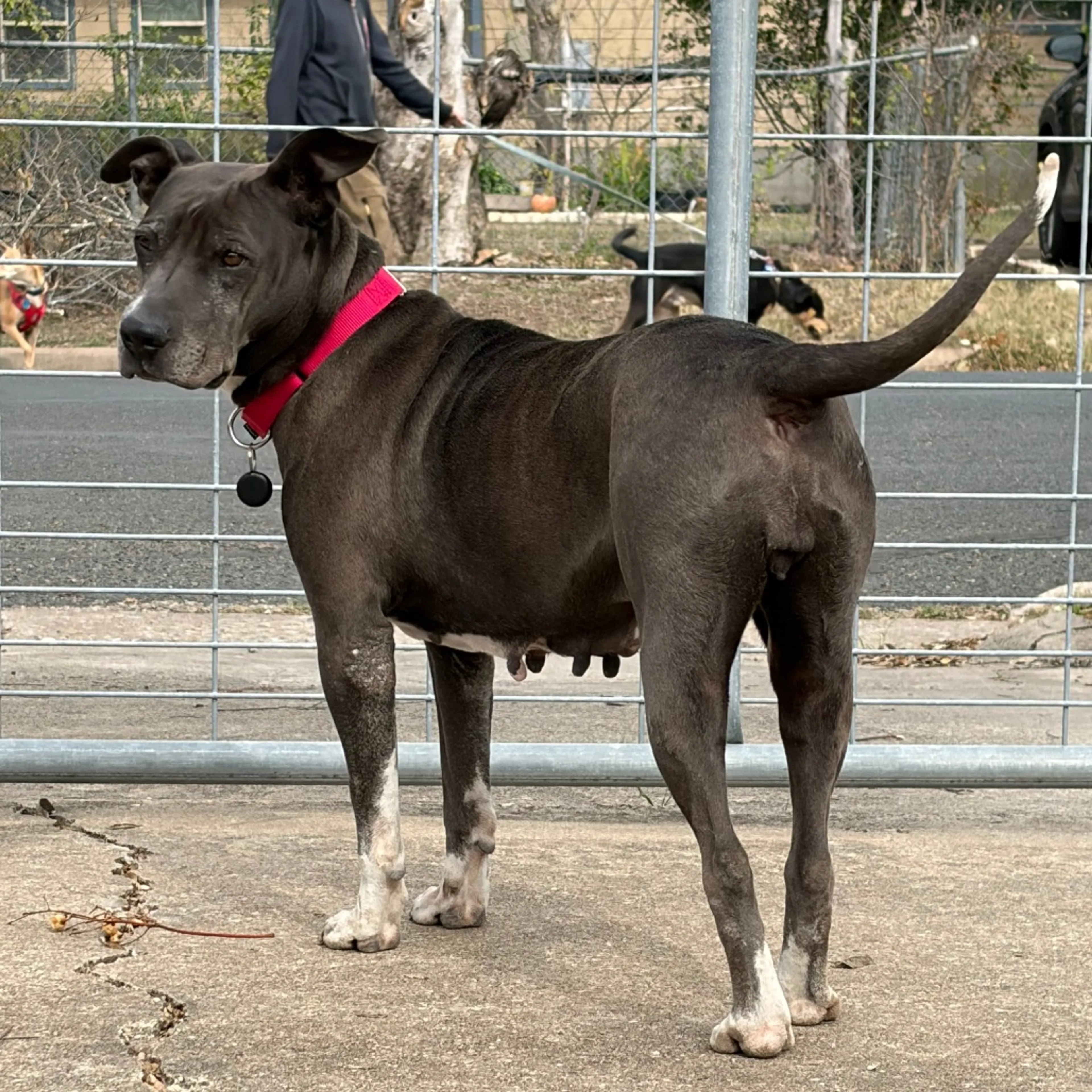 Found pet-9