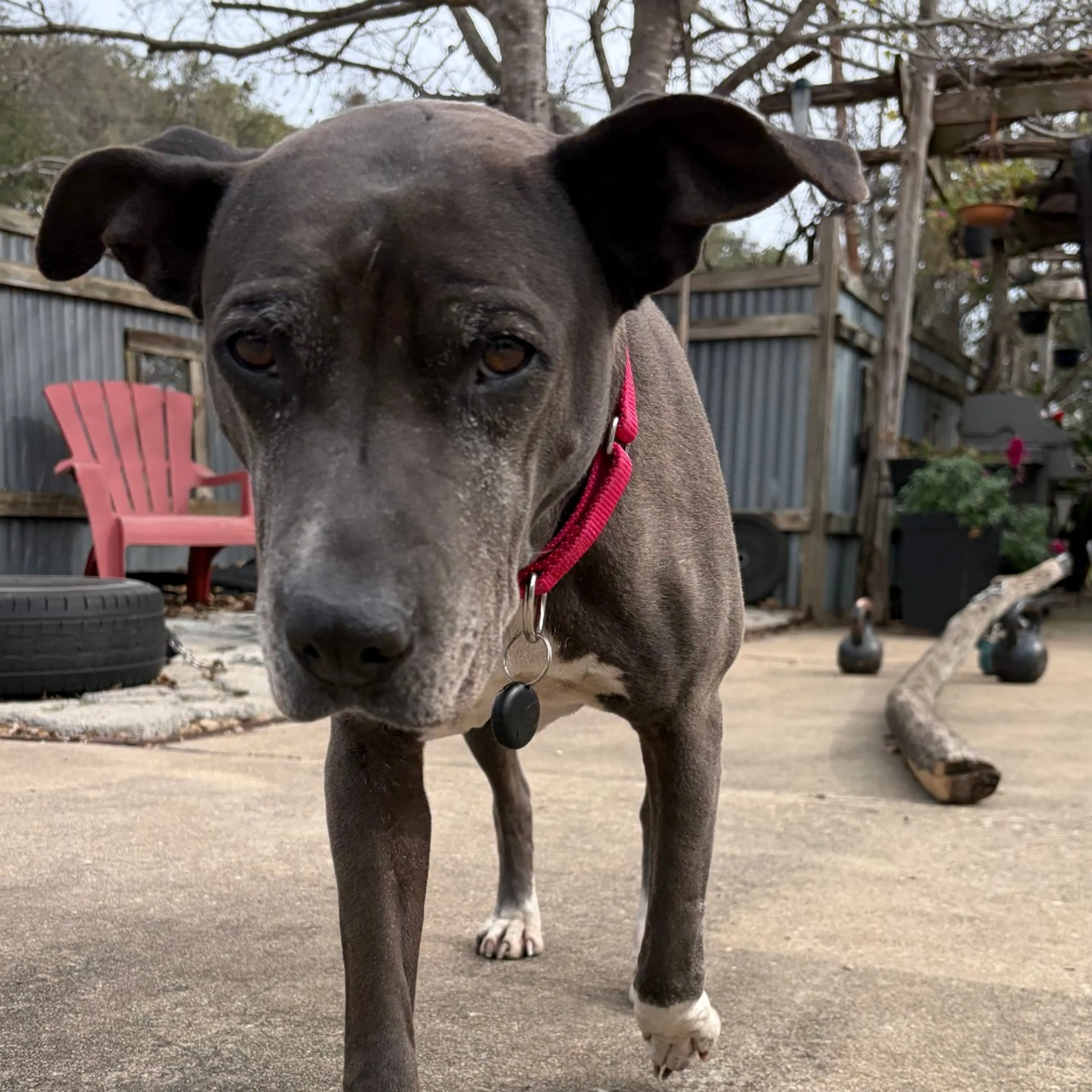 Found pet-10