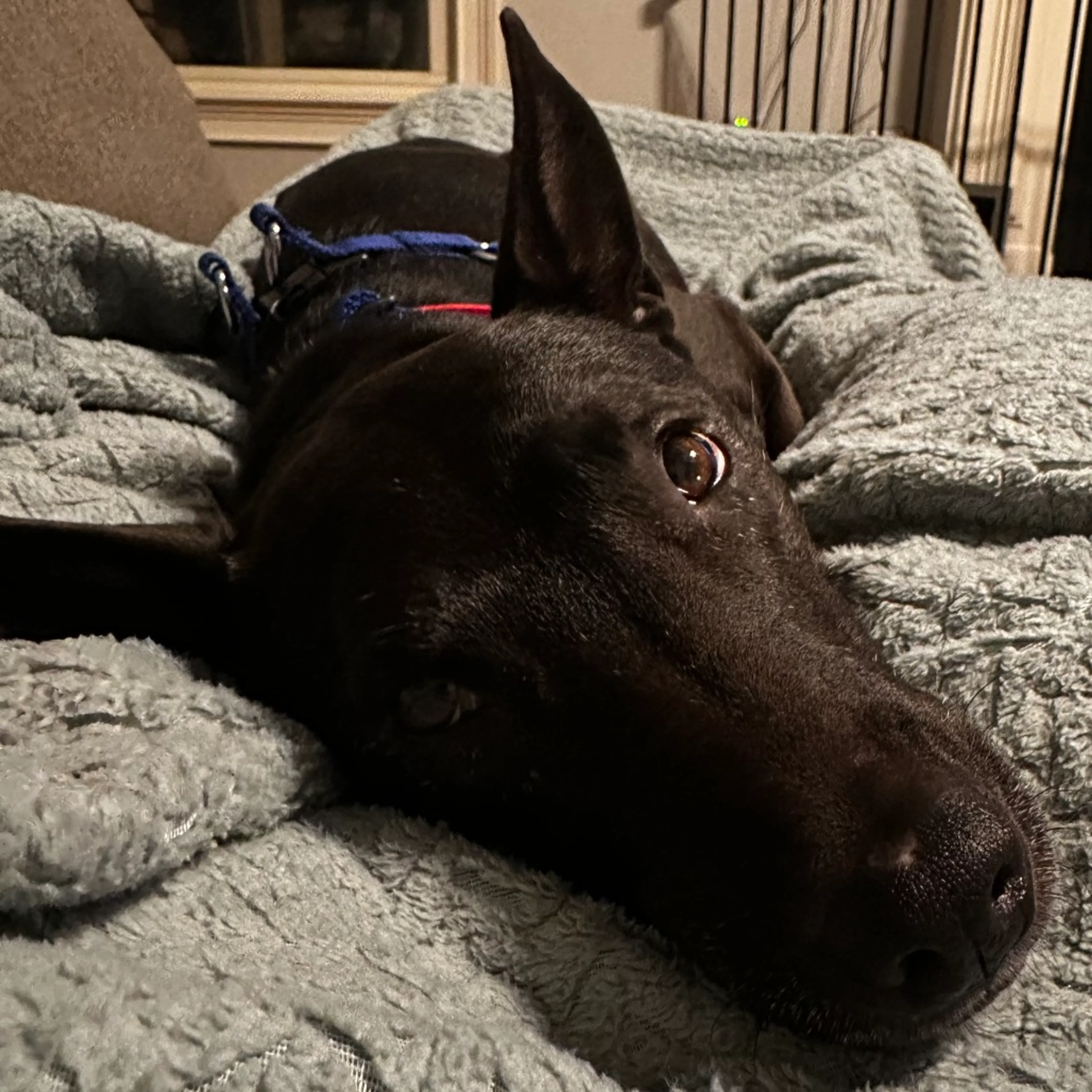 Found pet-14