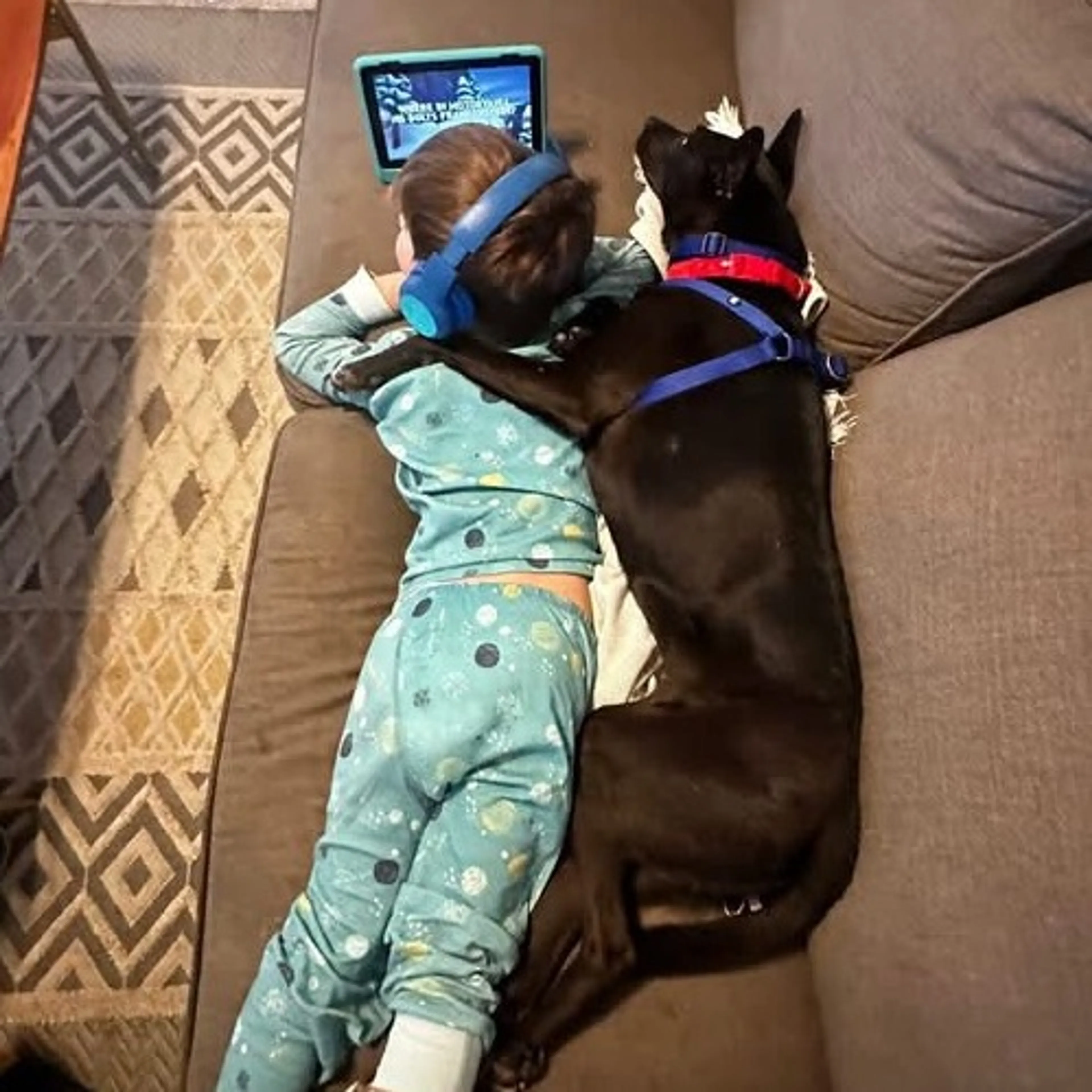 Found pet-12