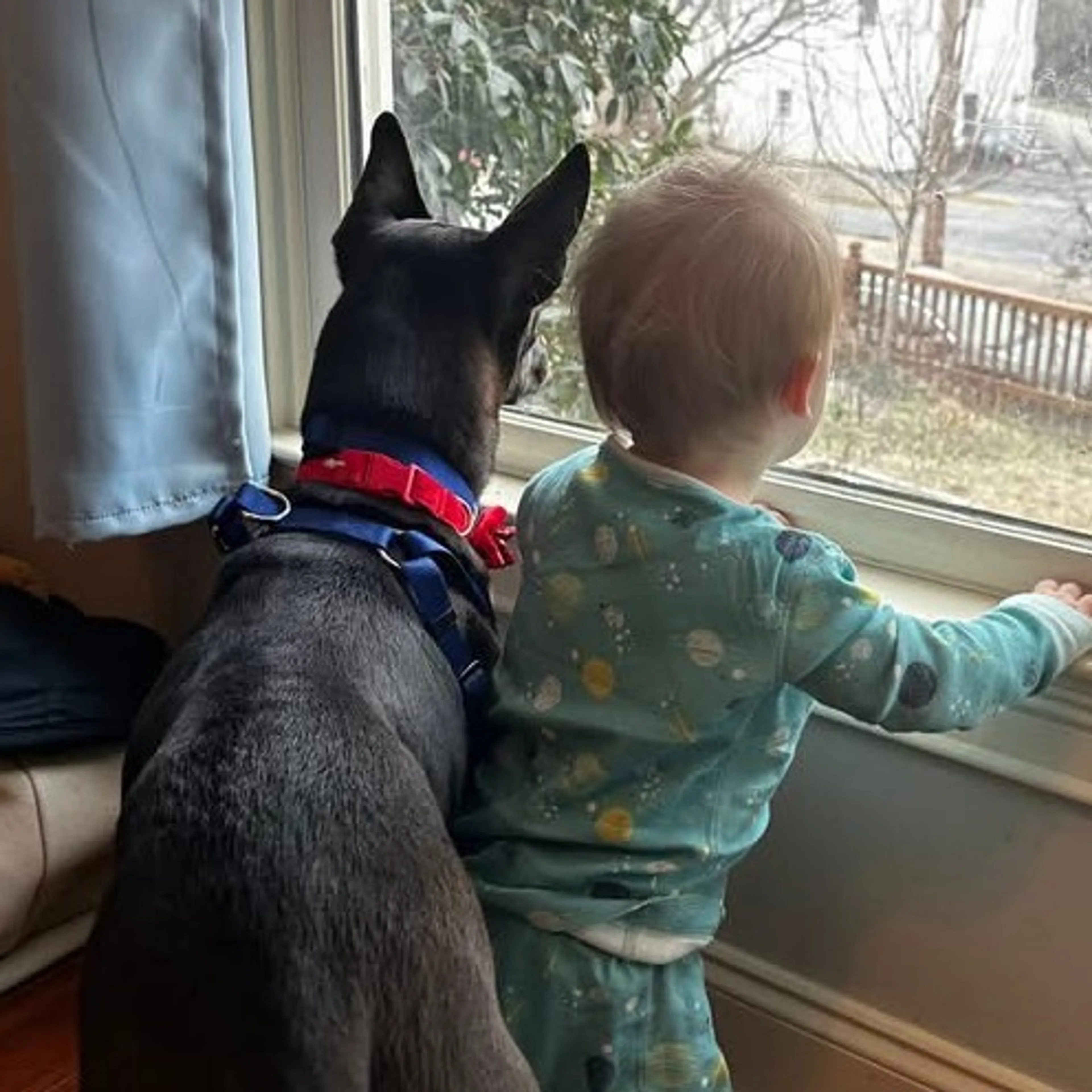 Found pet-13