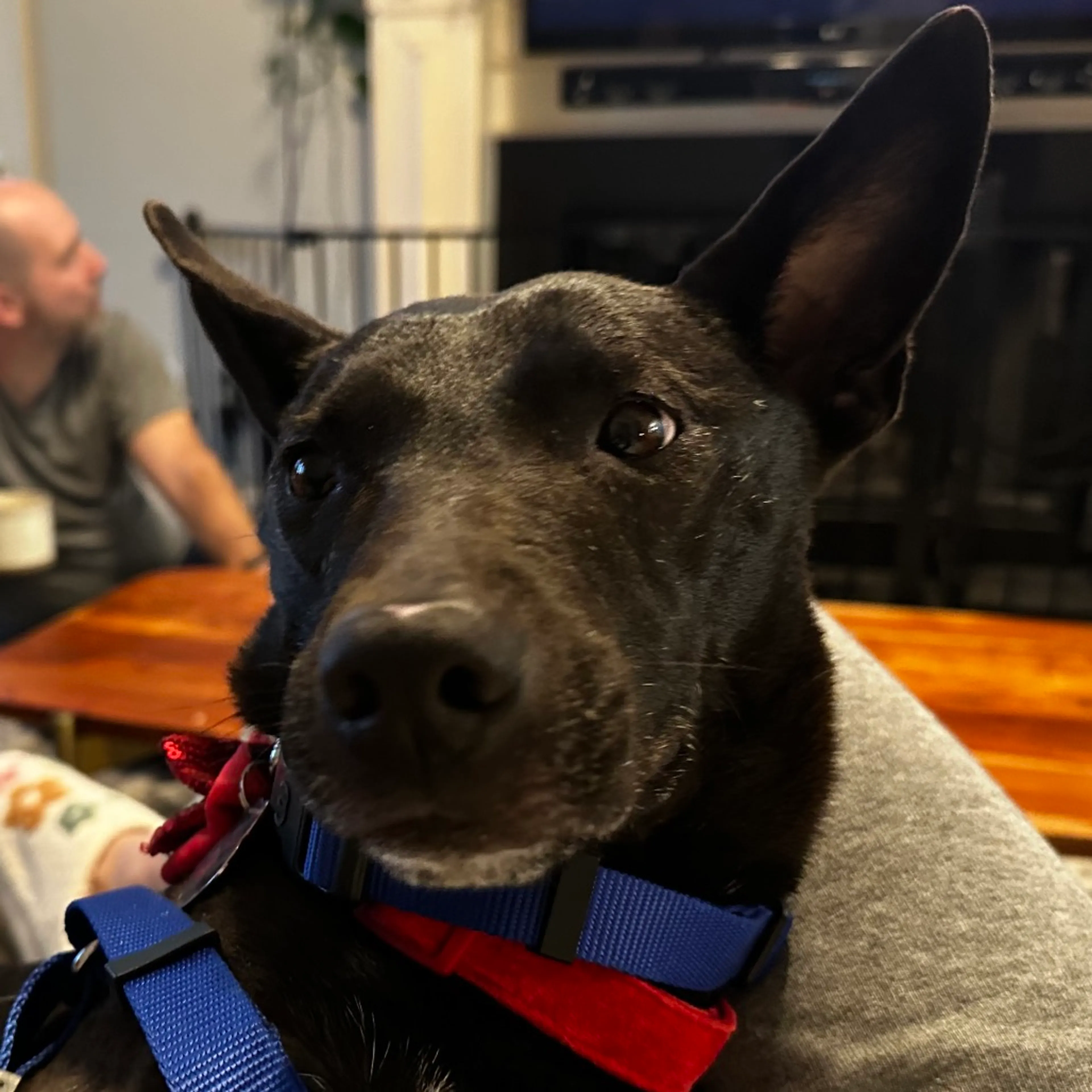 Found pet-9