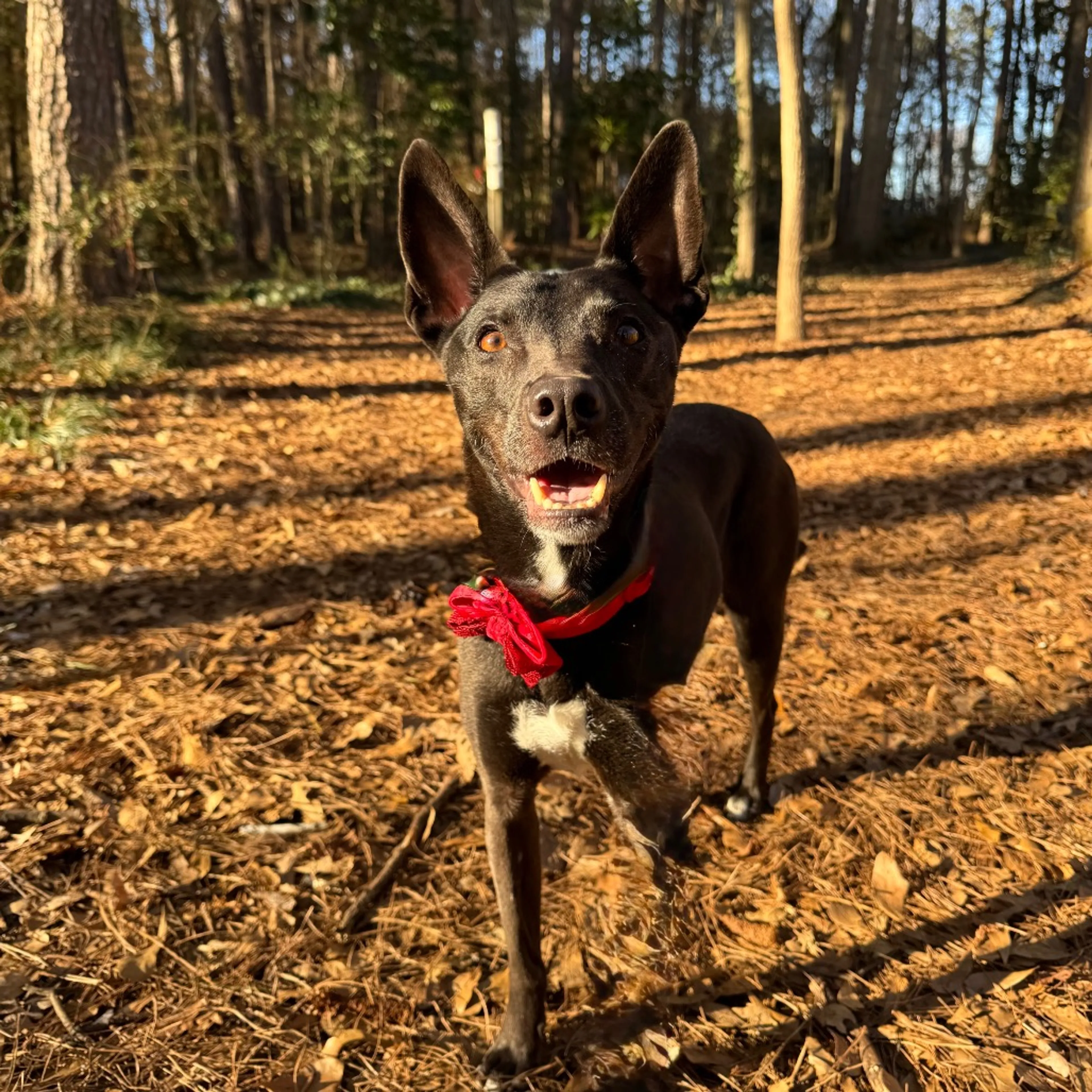 Found pet-8