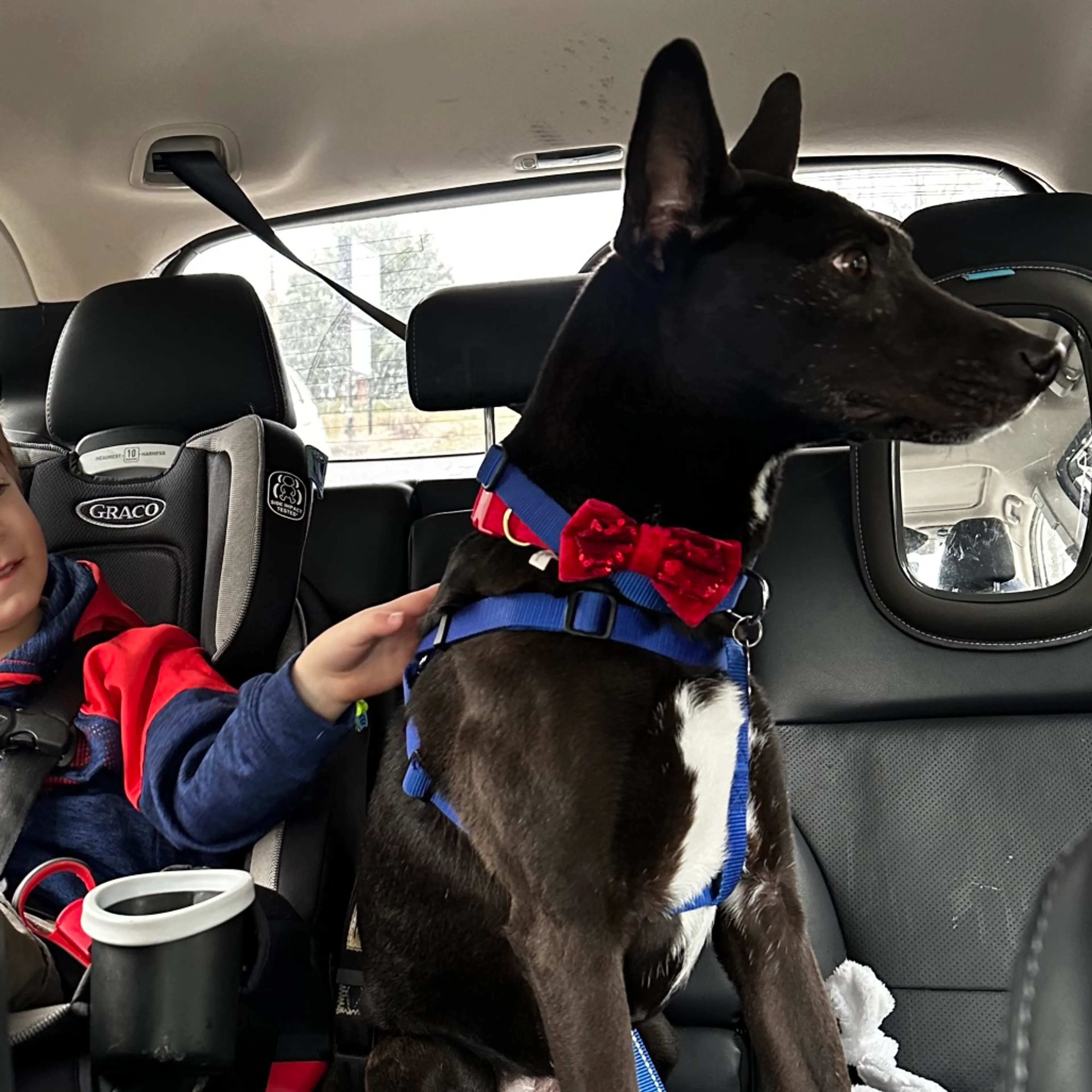 Found pet-11
