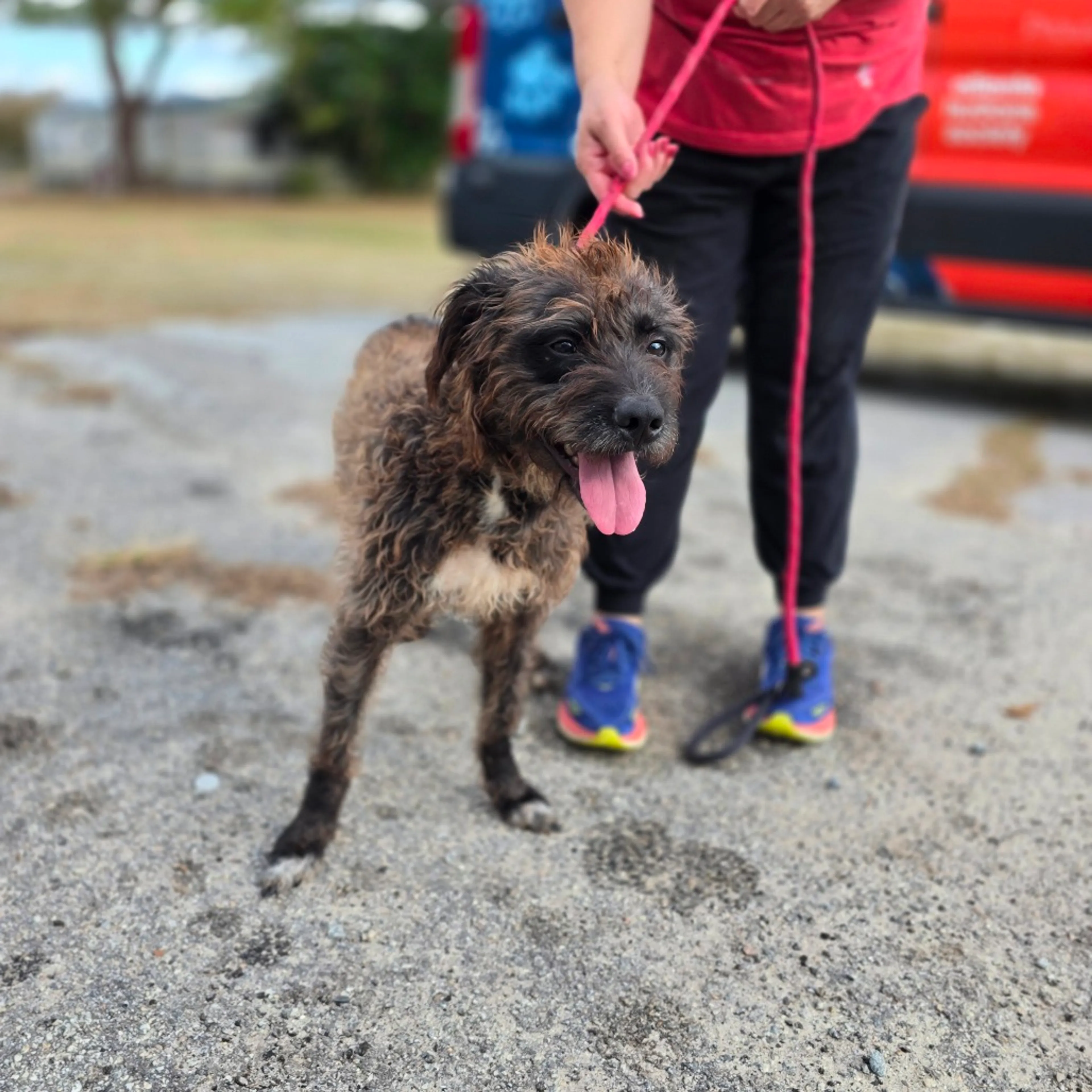 Found pet-6
