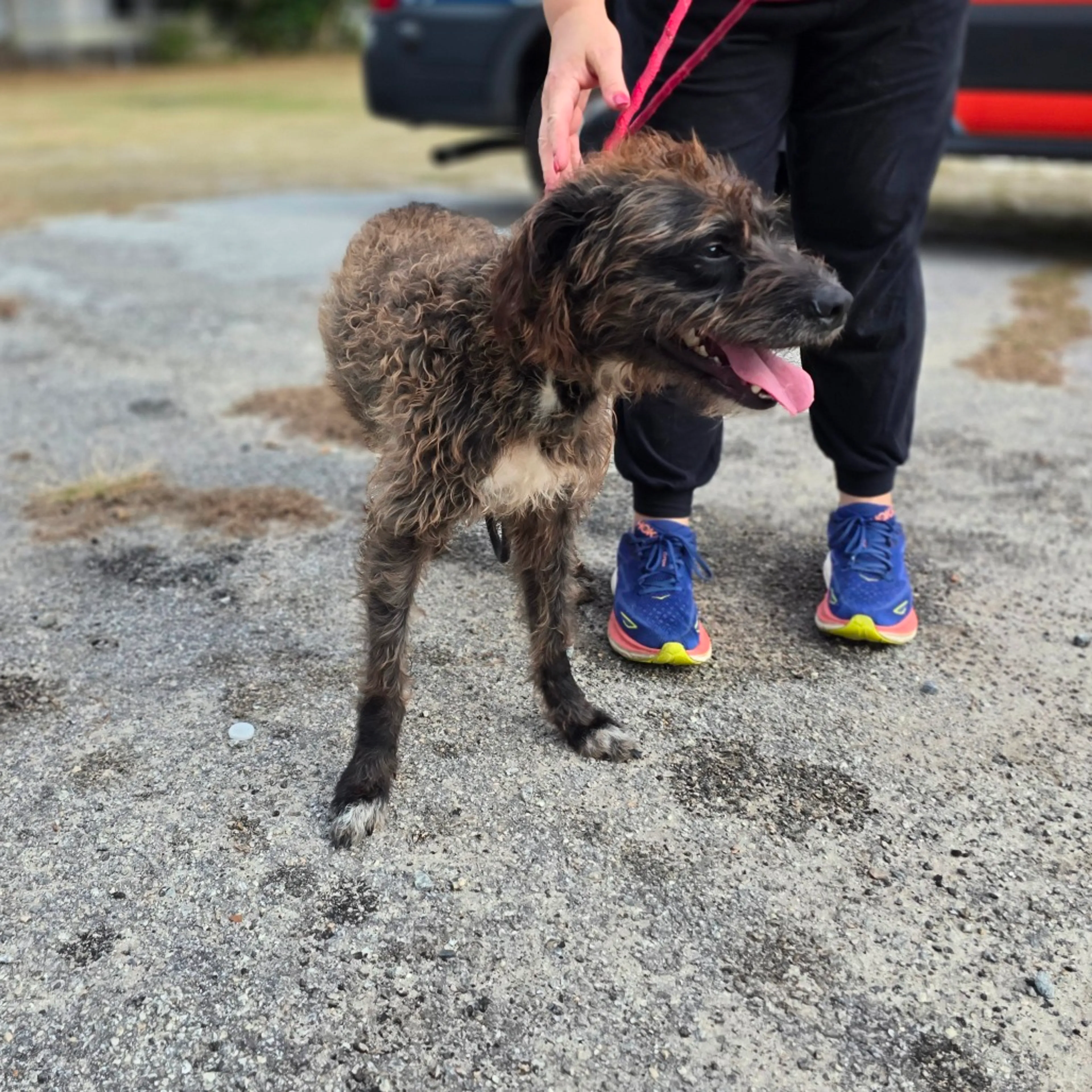 Found pet-4