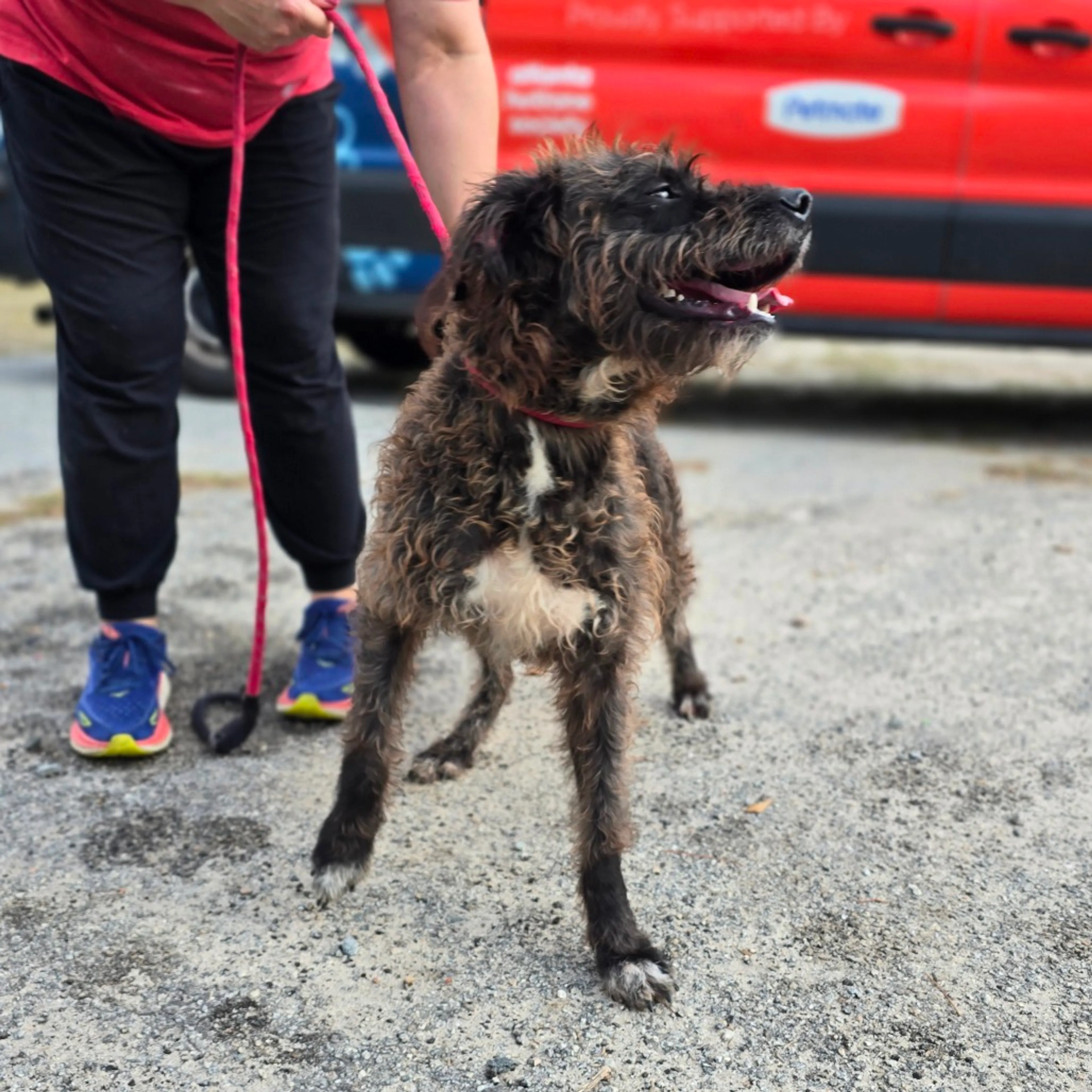 Found pet-5
