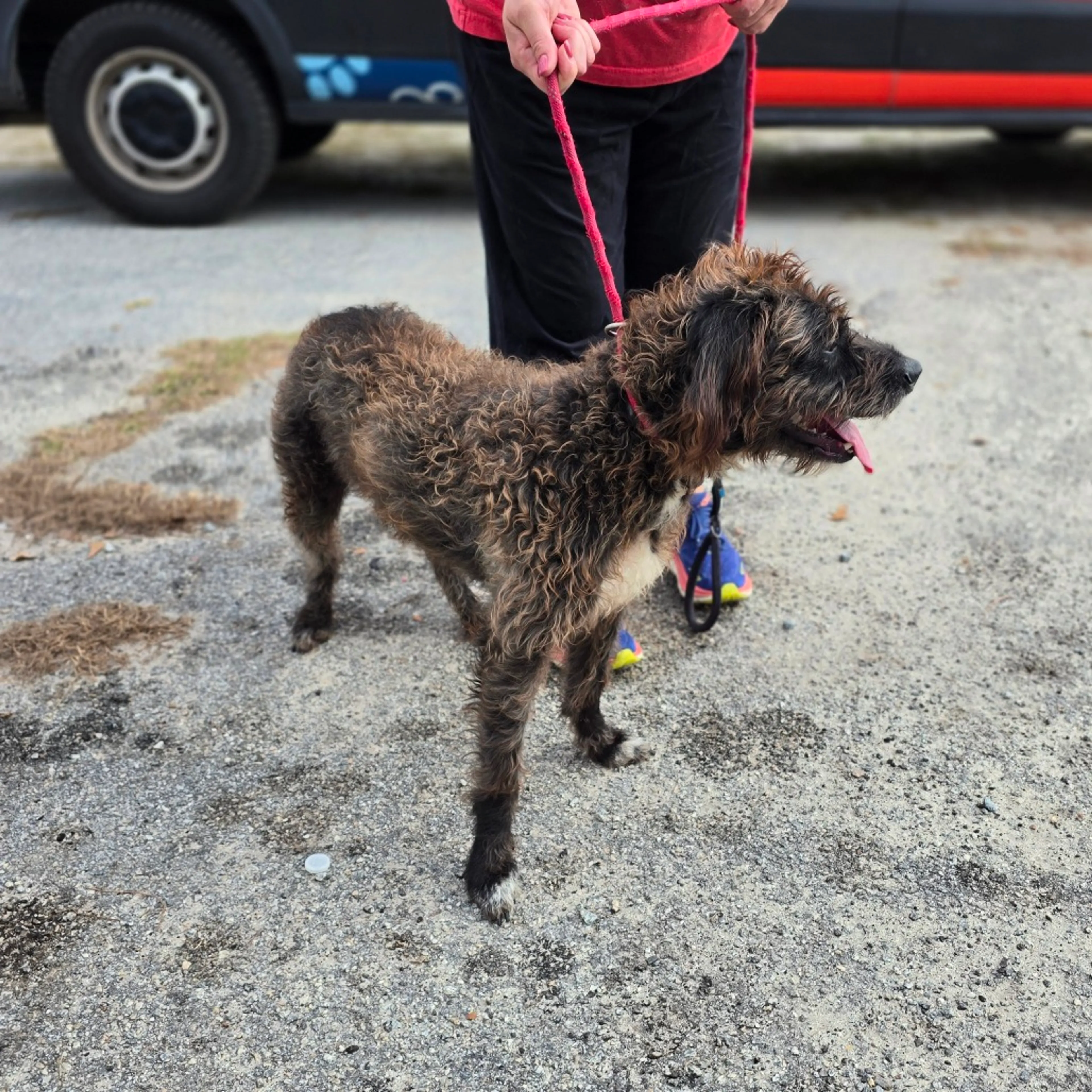 Found pet-7
