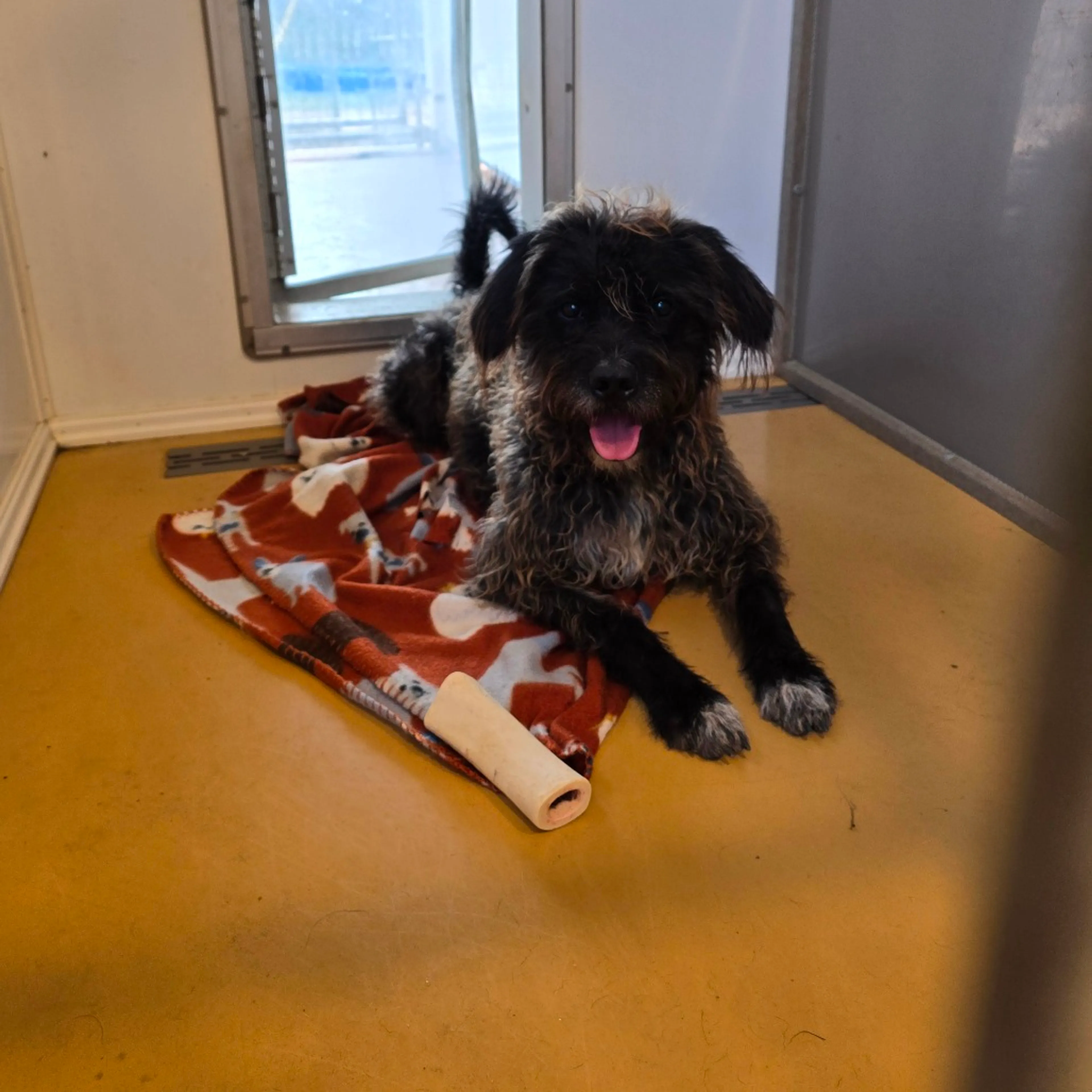 Found pet-8