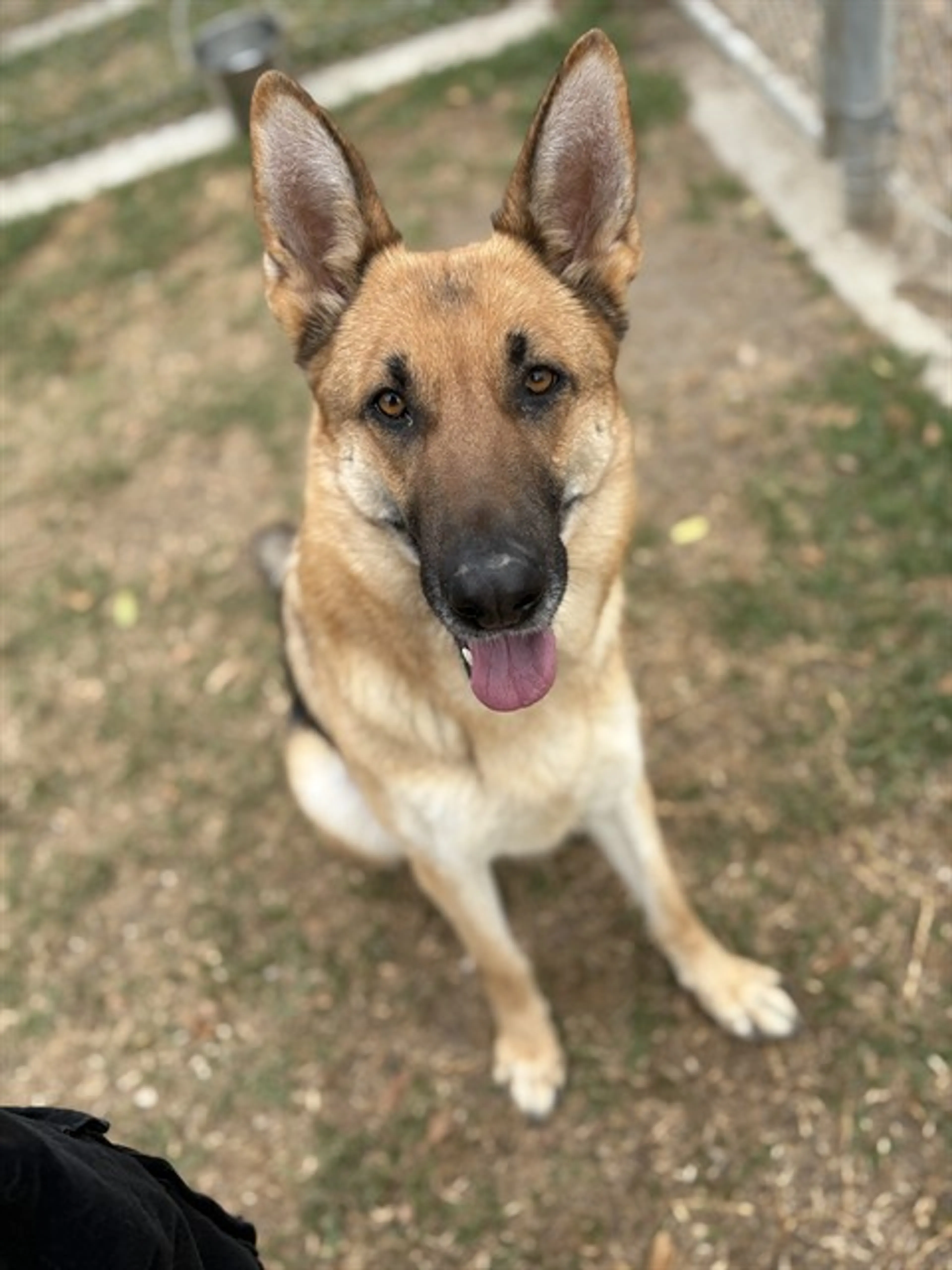 Found pet