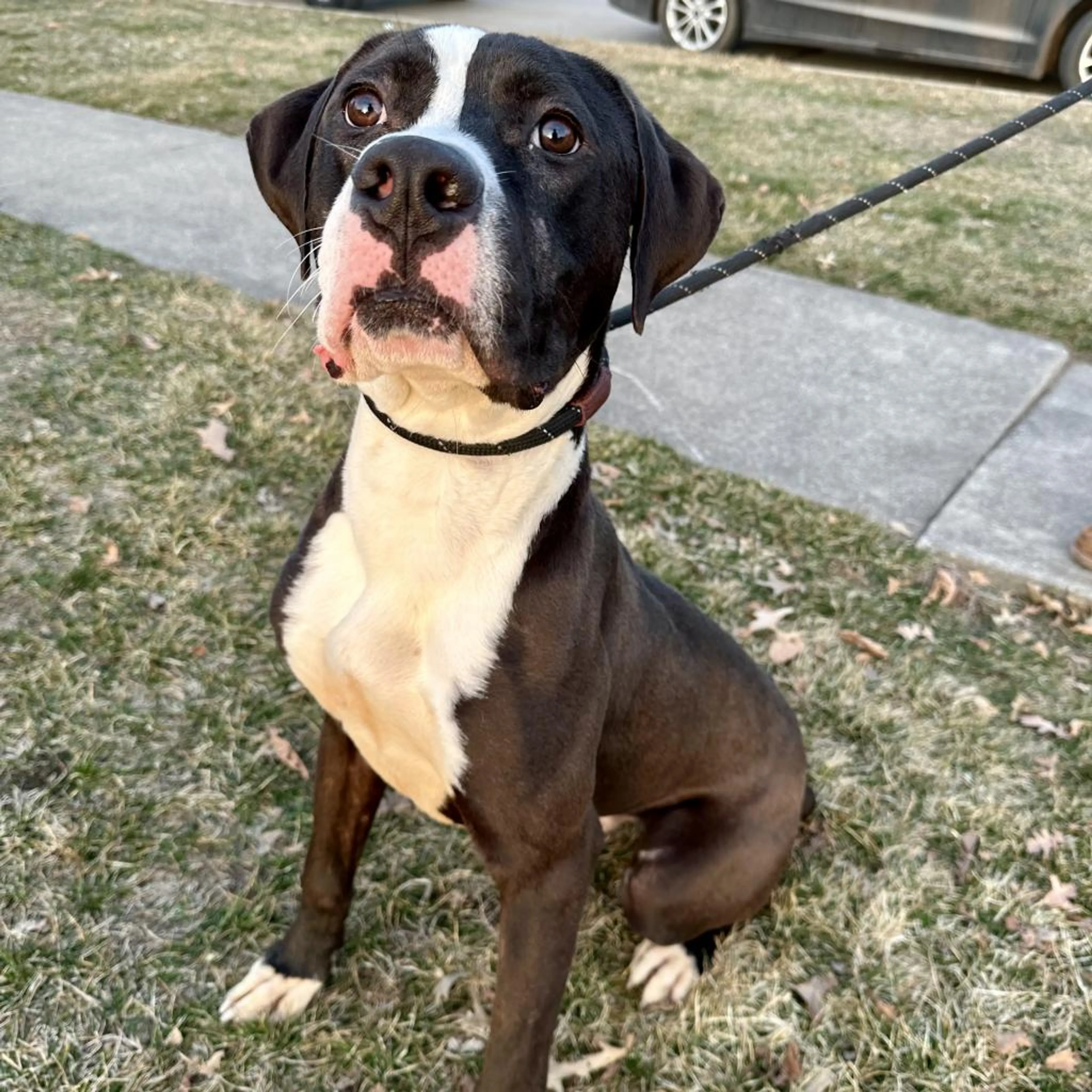 Found pet-1
