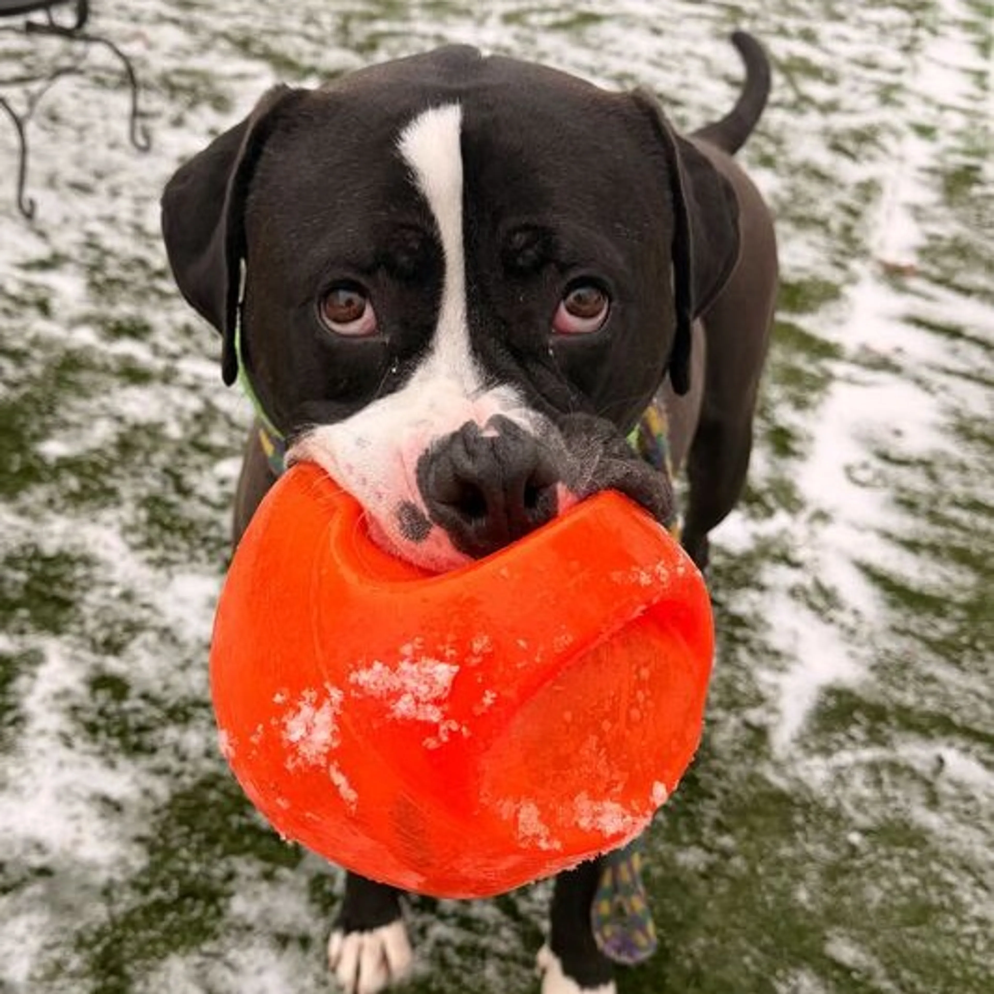 Found pet-7