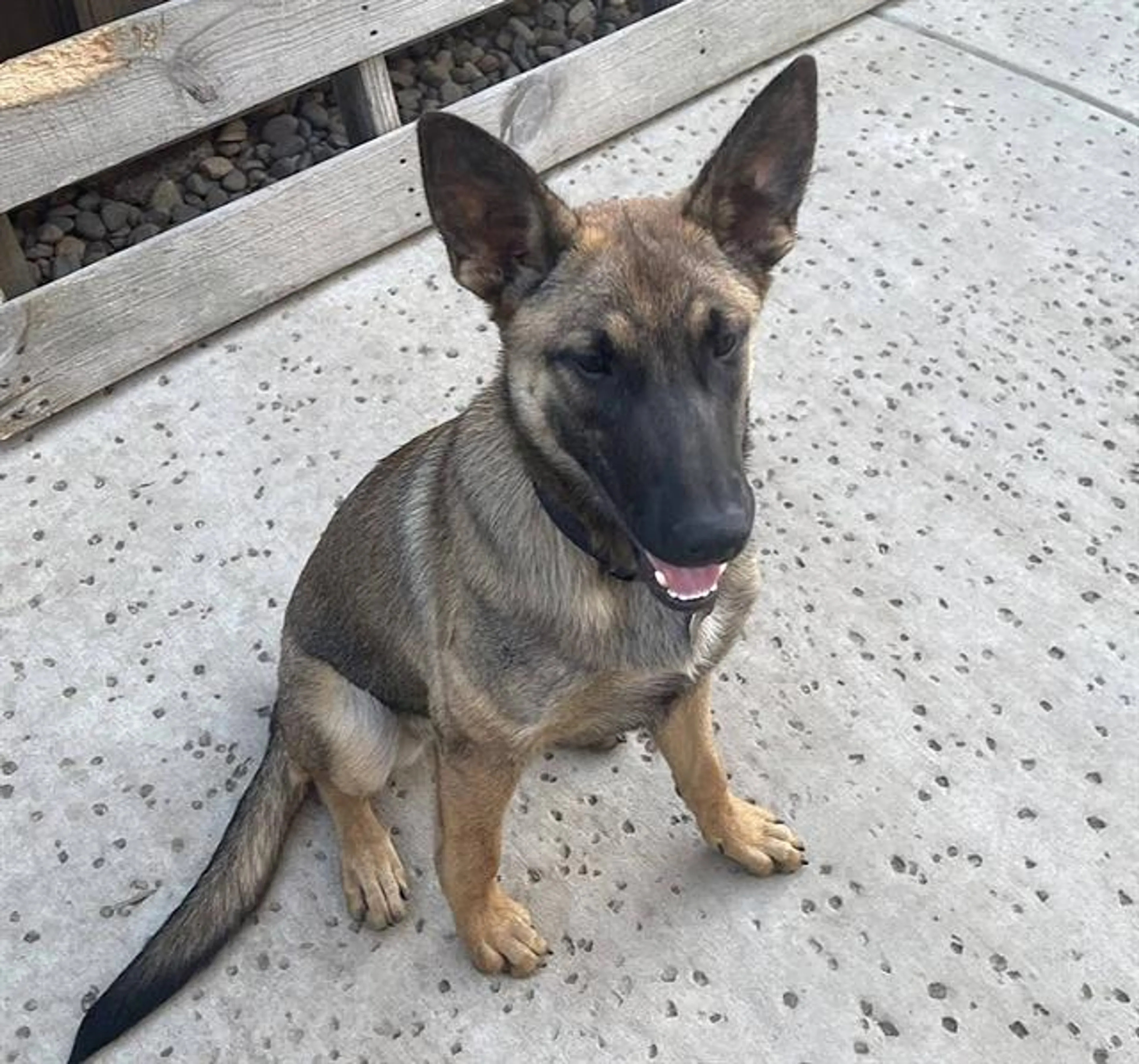 Found pet
