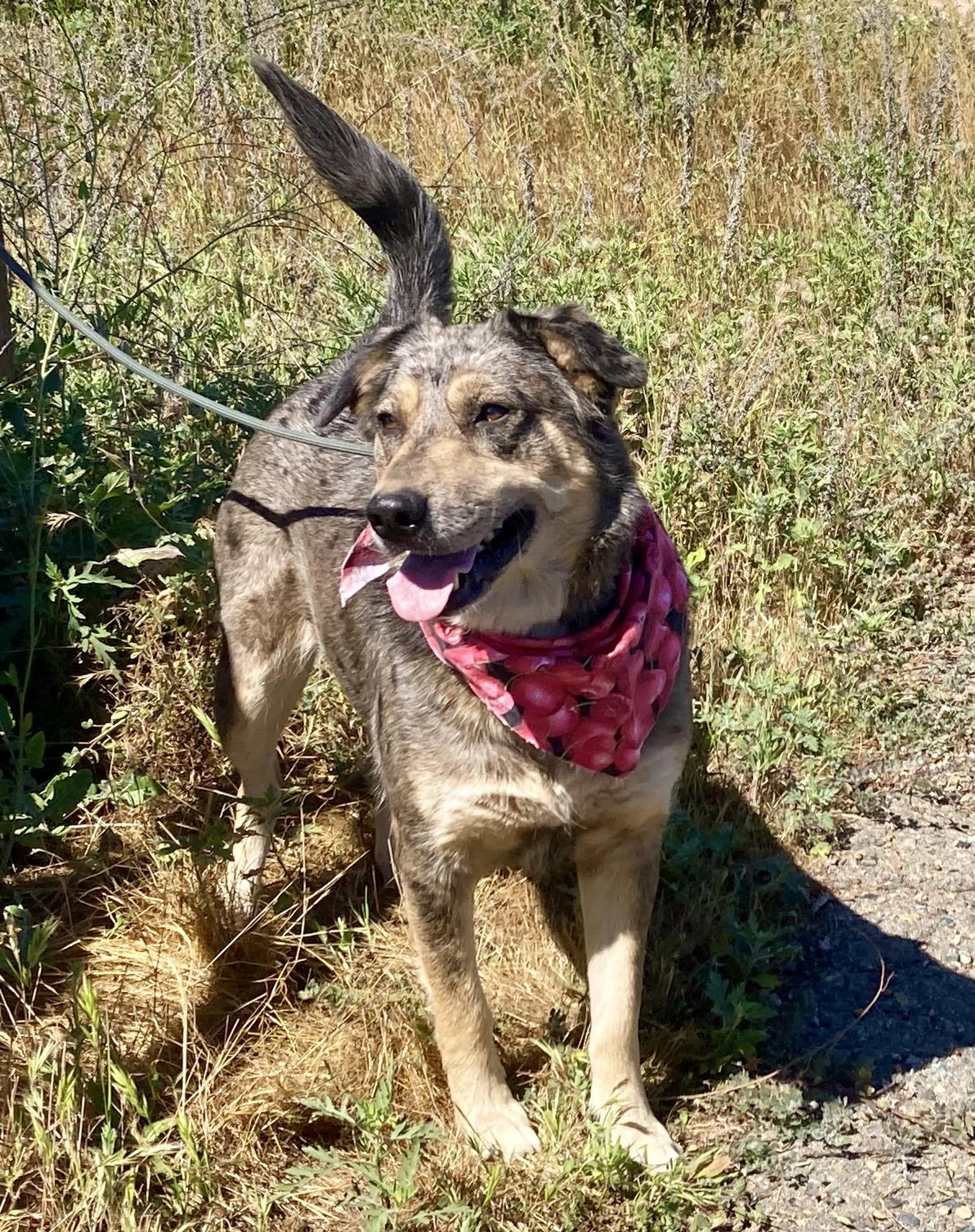 Found pet-3