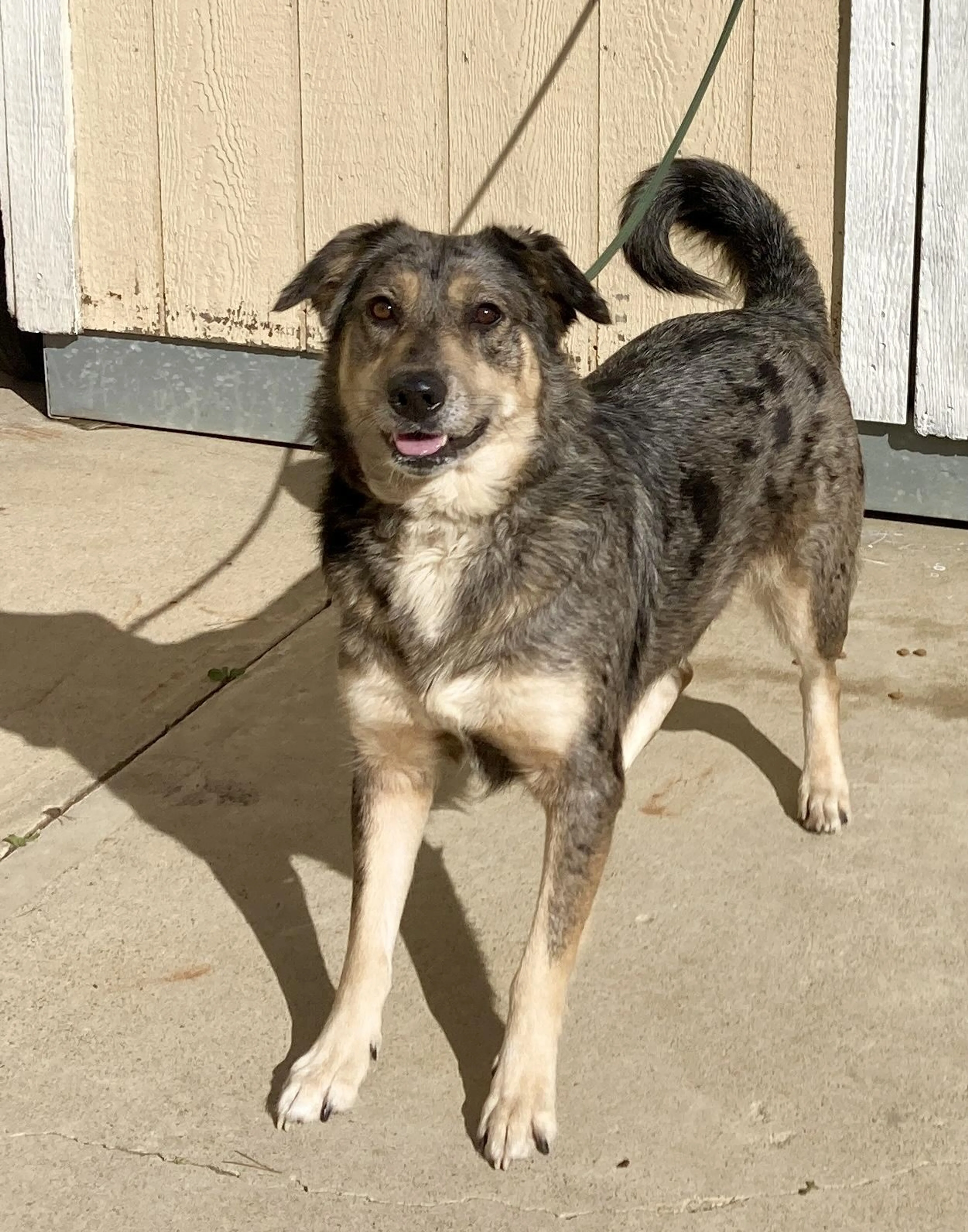 Found pet-1