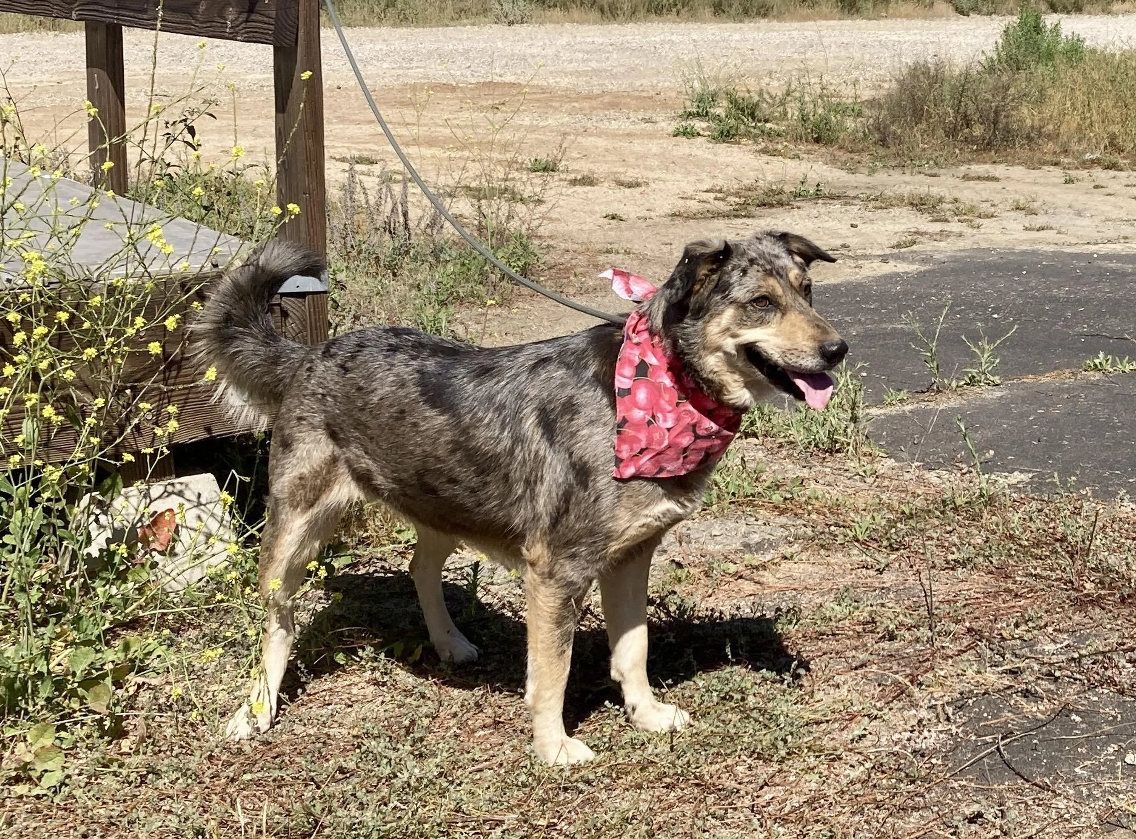 Found pet-4