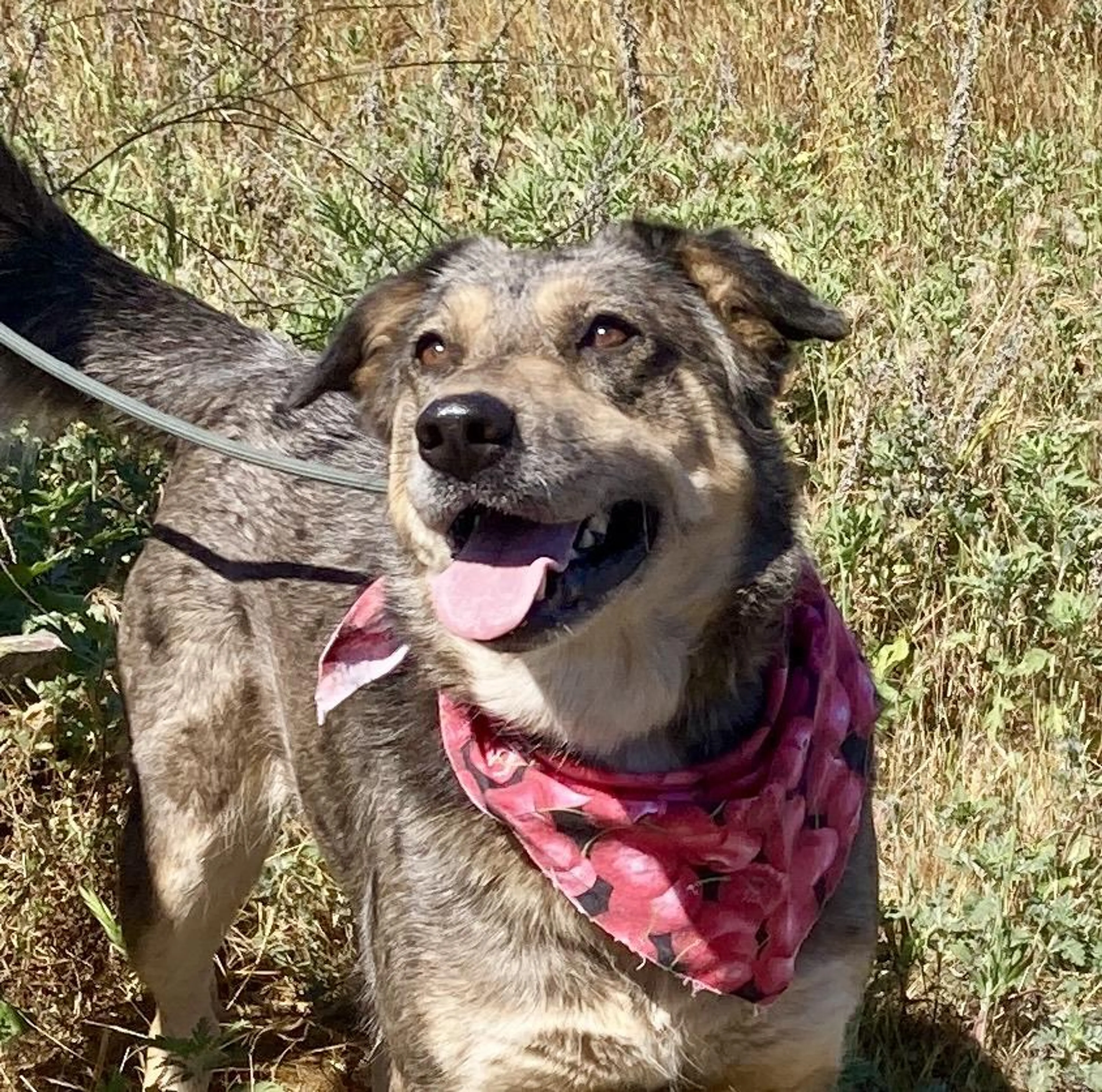 Found pet-2