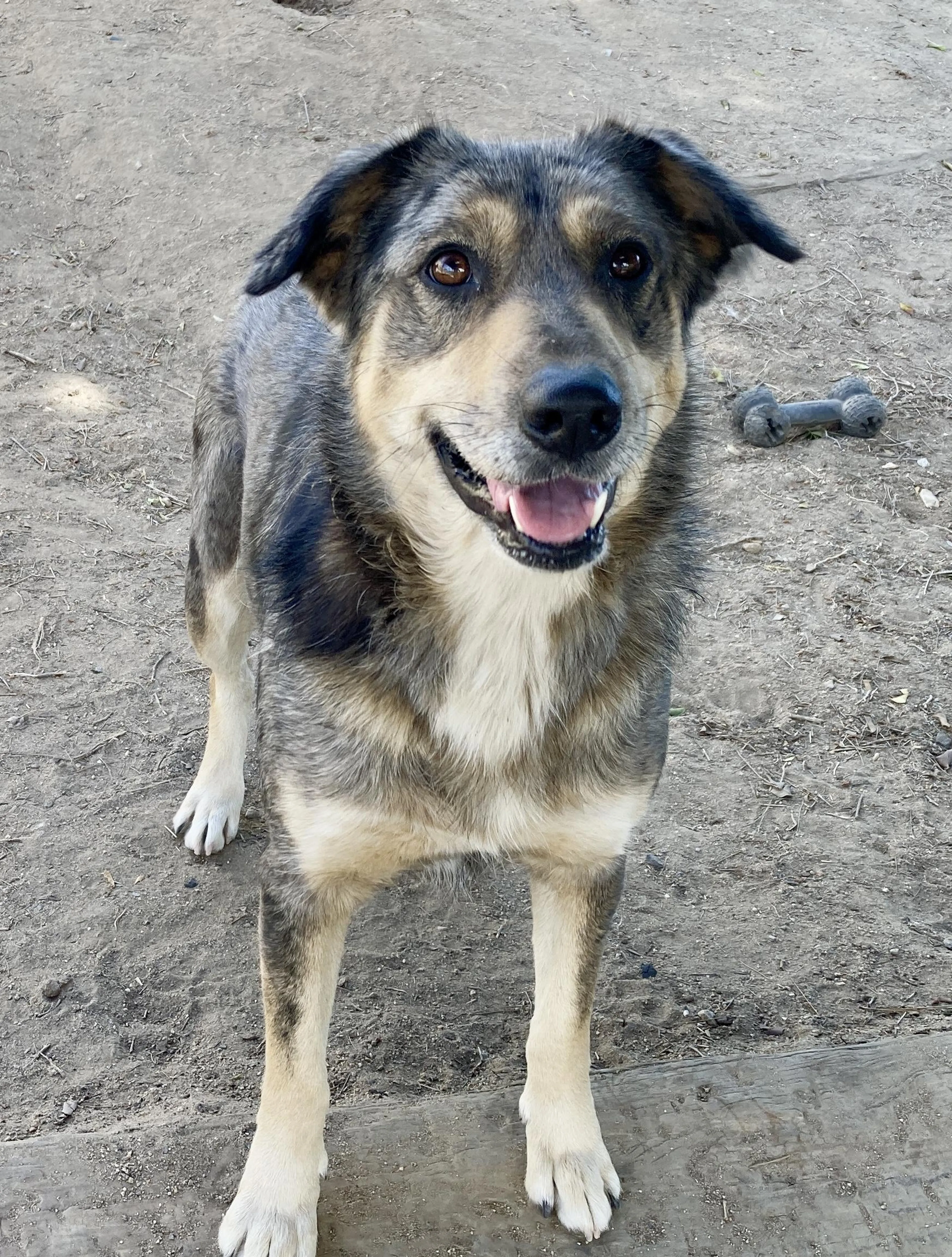 Found pet-5