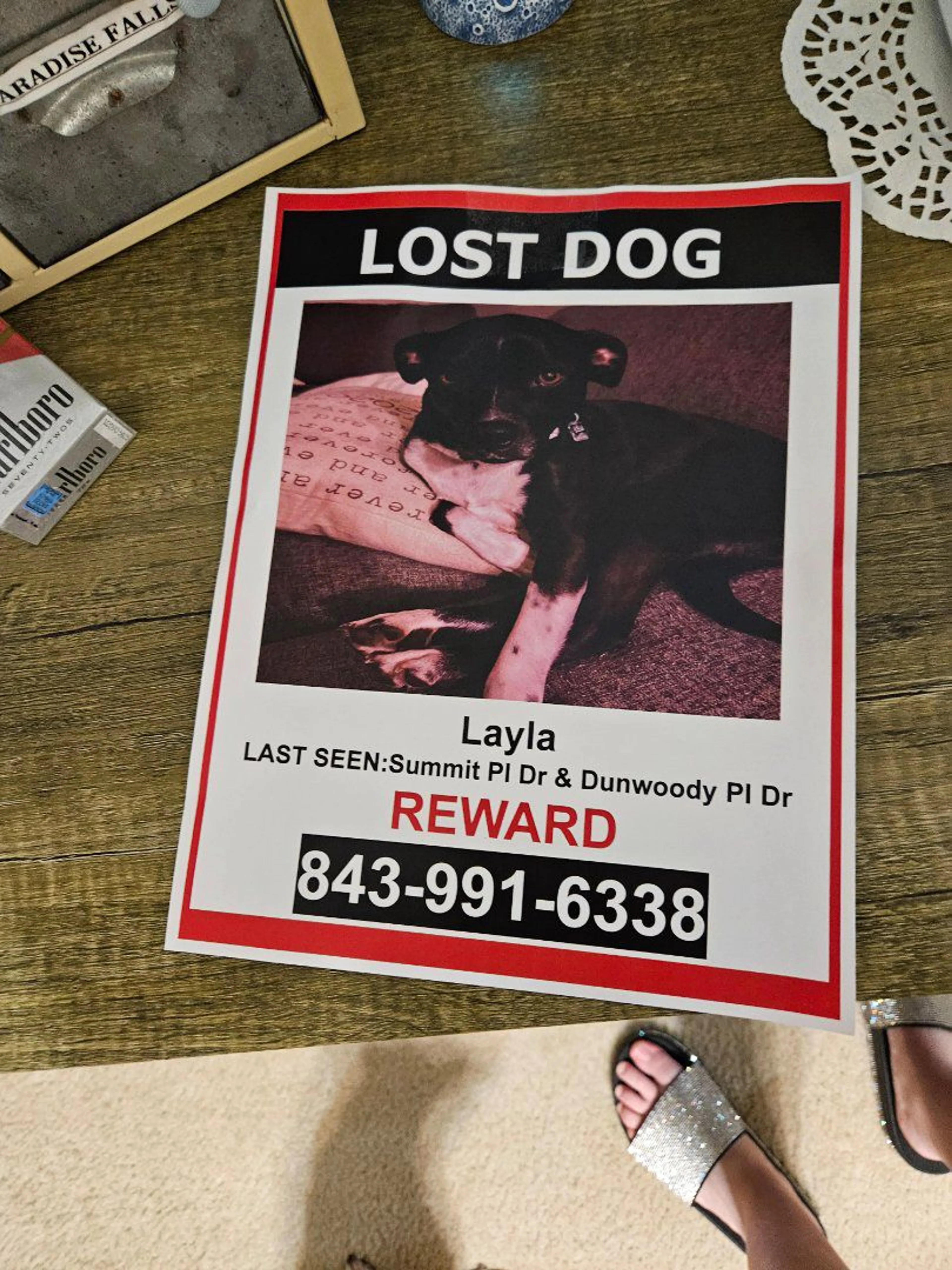 Lost pet