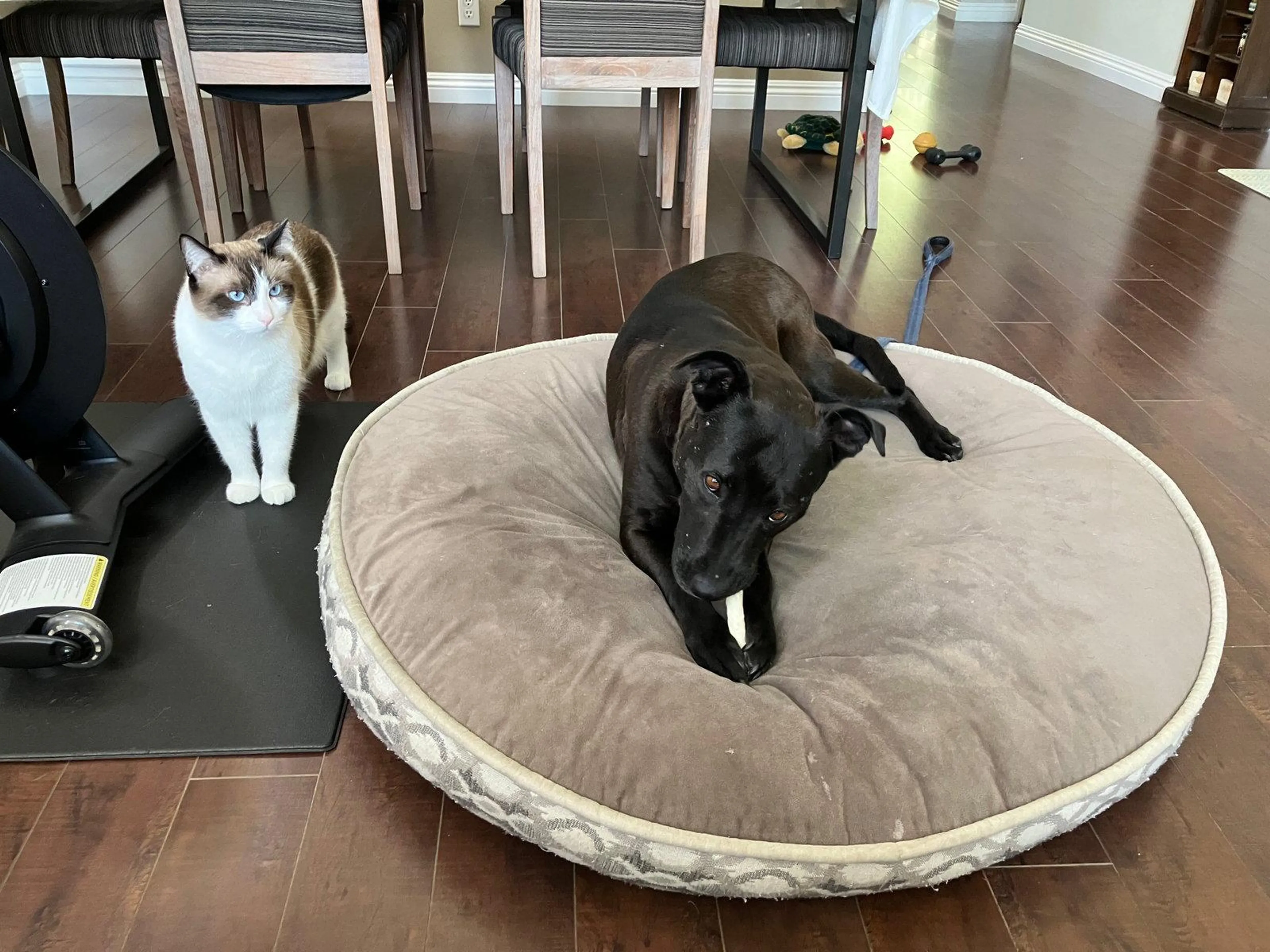 Found pet-1