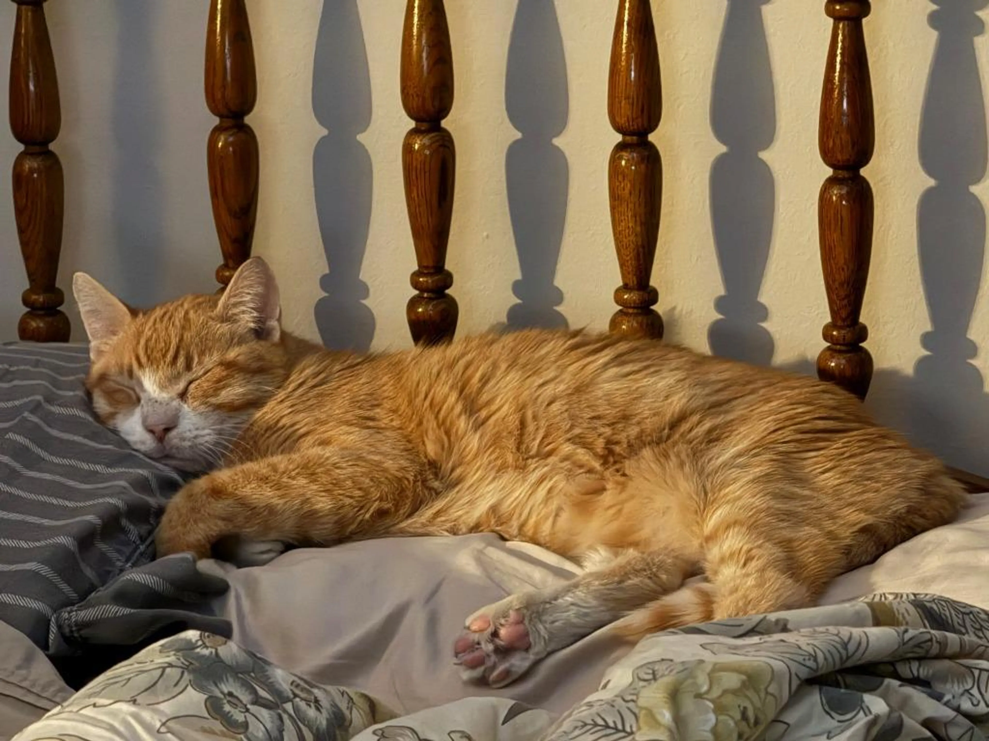 Found pet-3