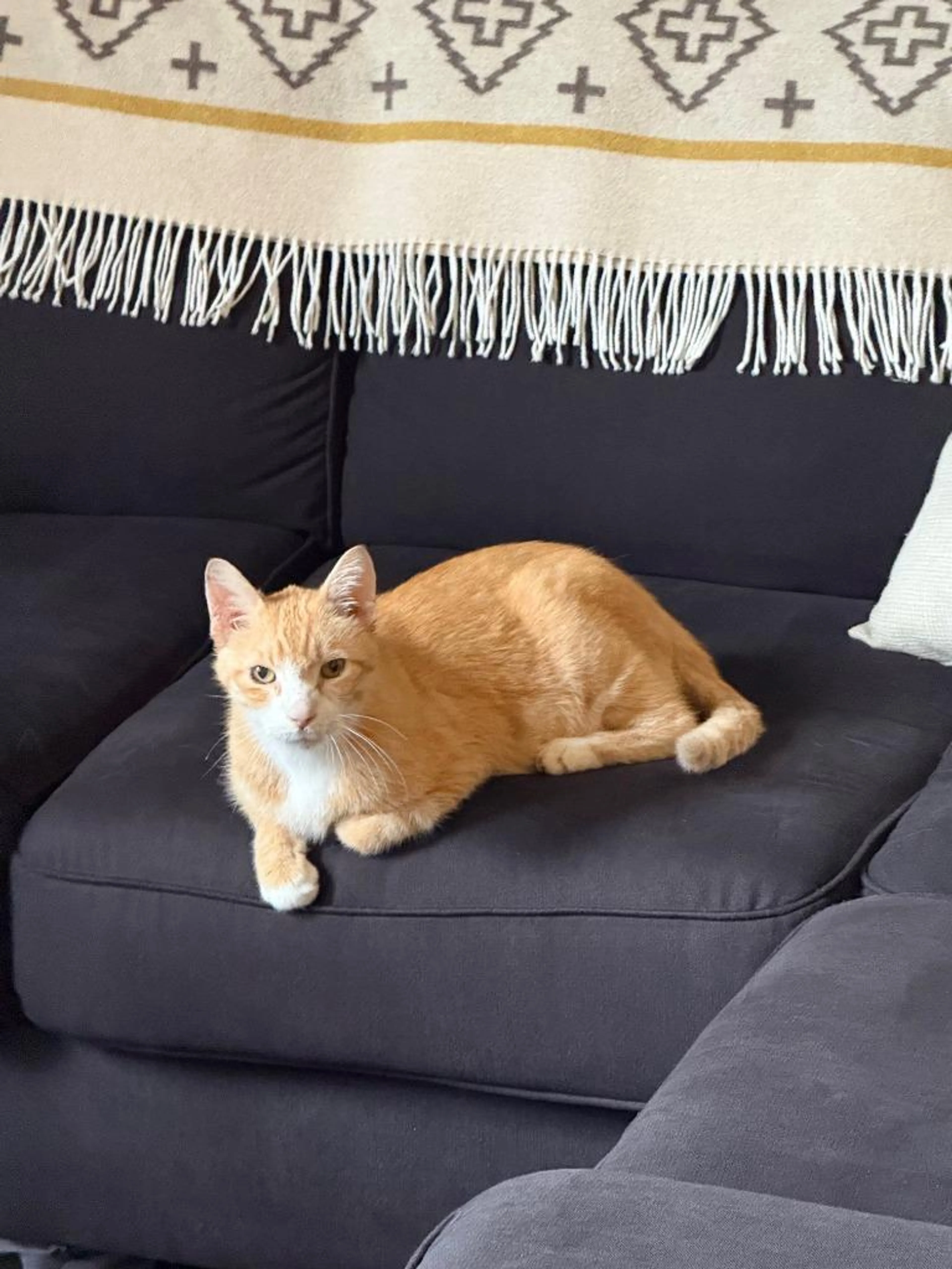 Found pet-1