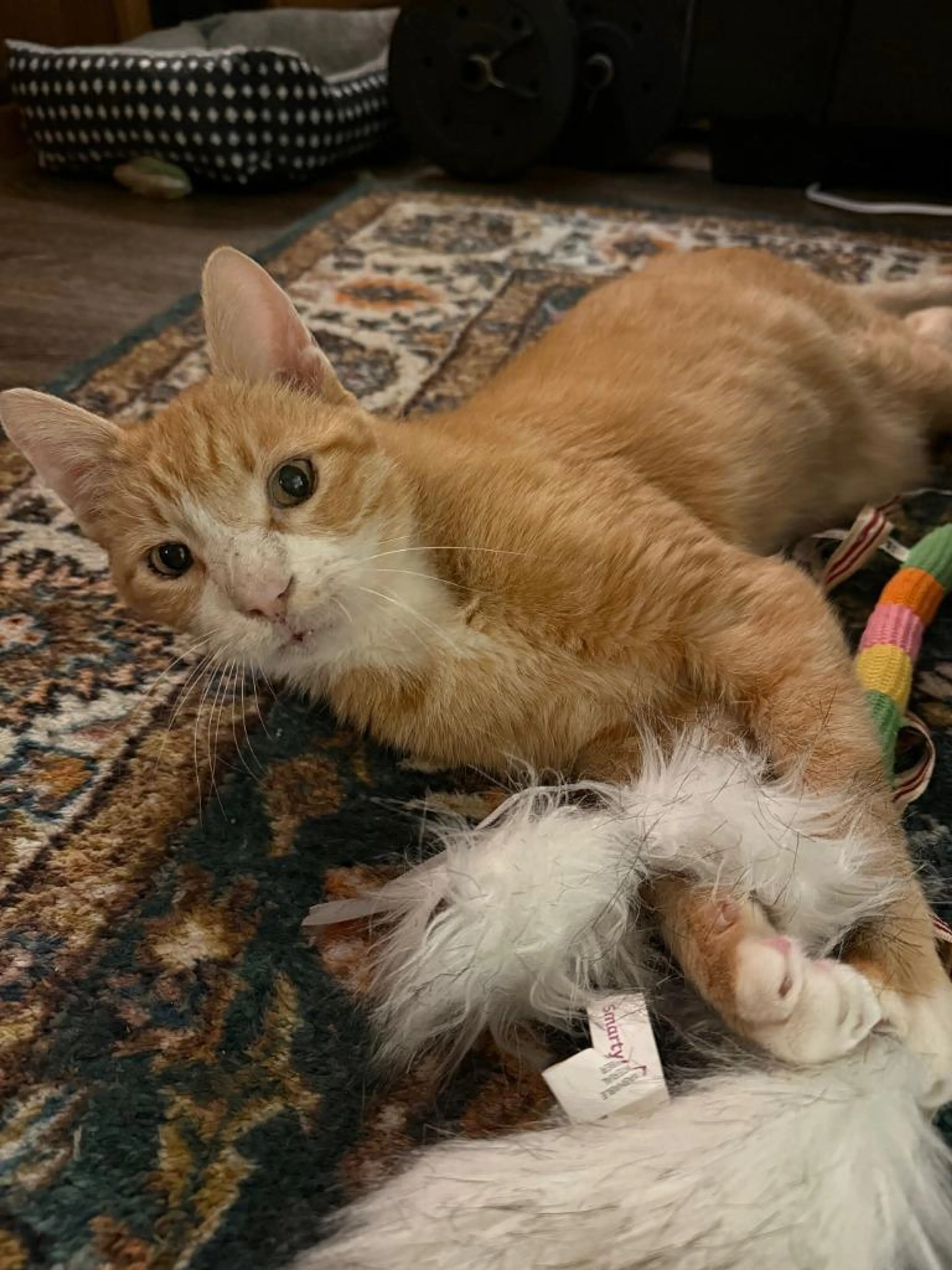 Found pet-4