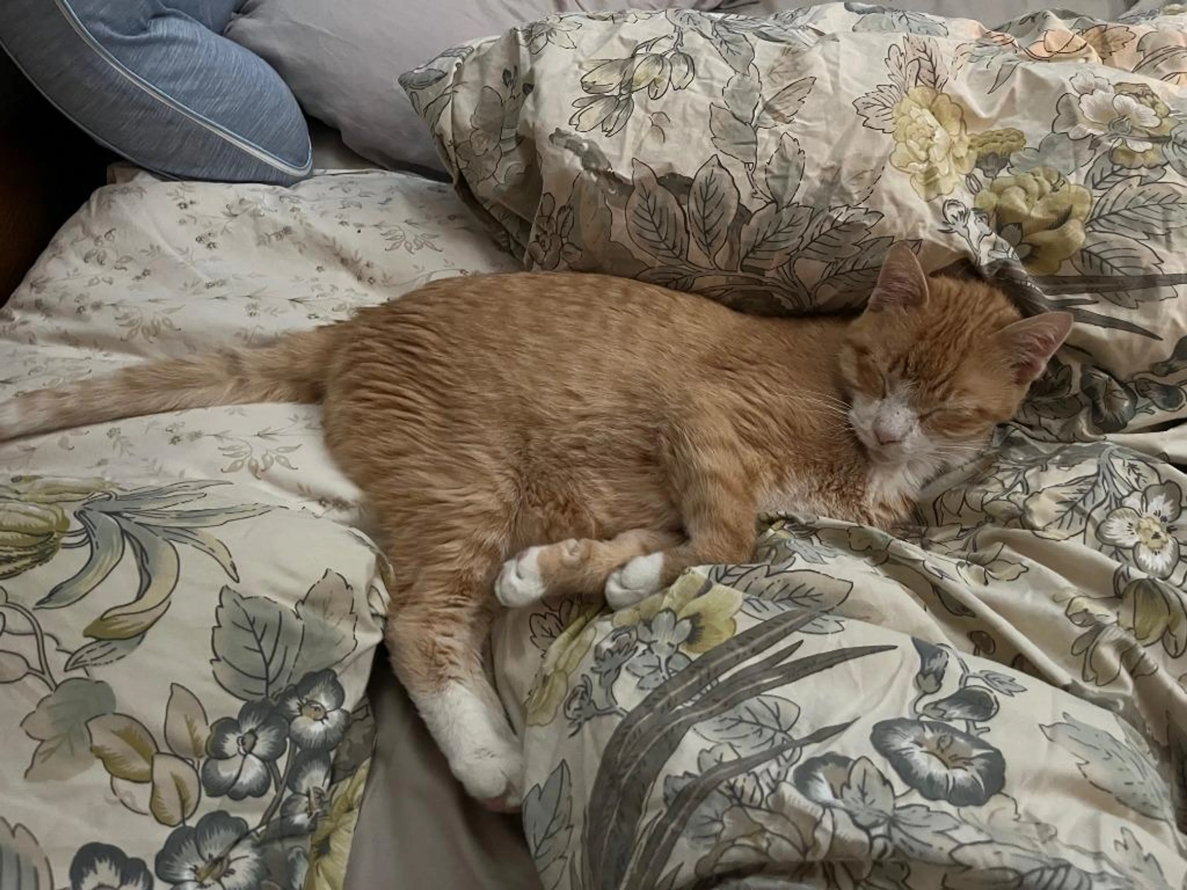 Found pet-0