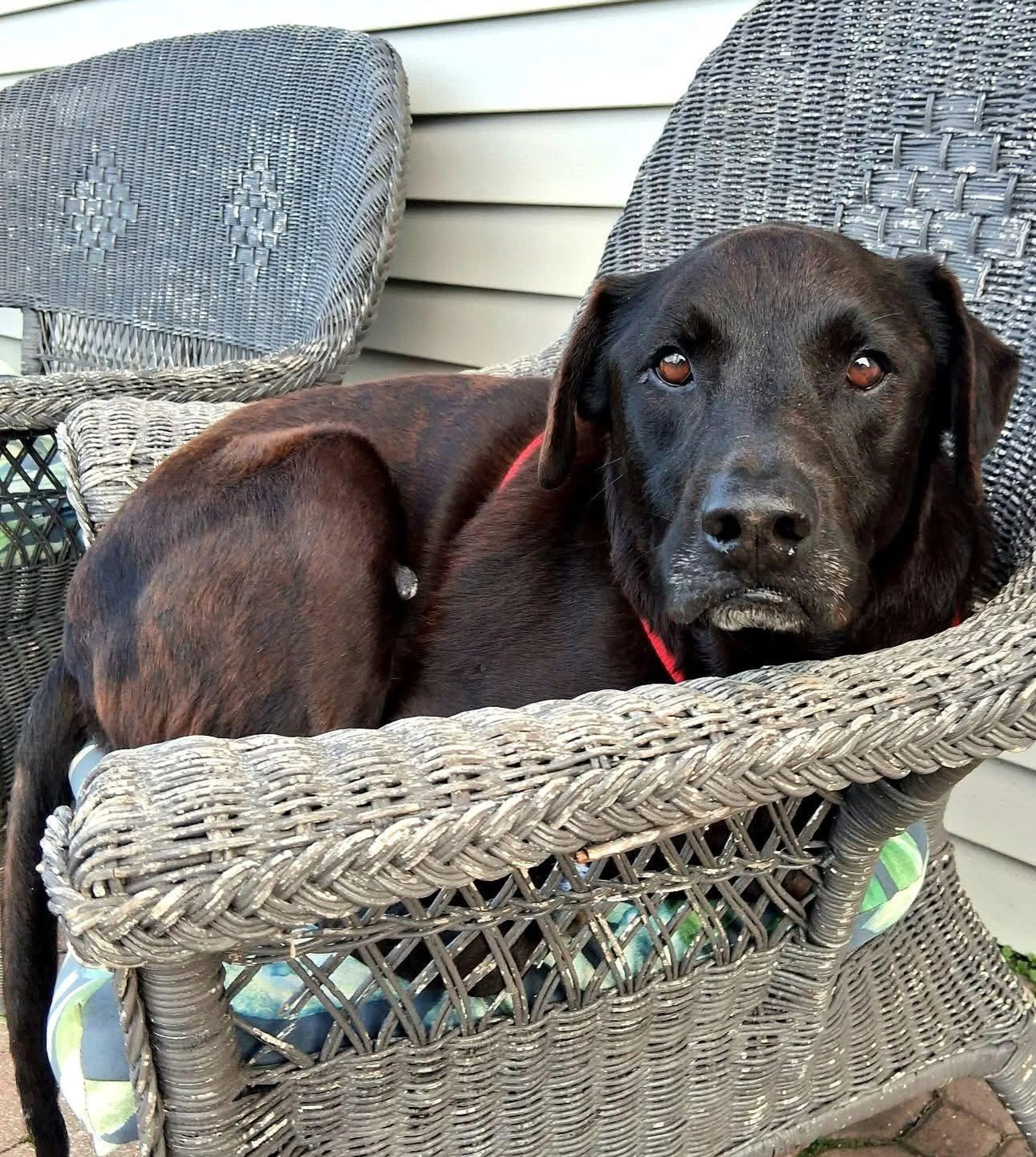 Found pet-2
