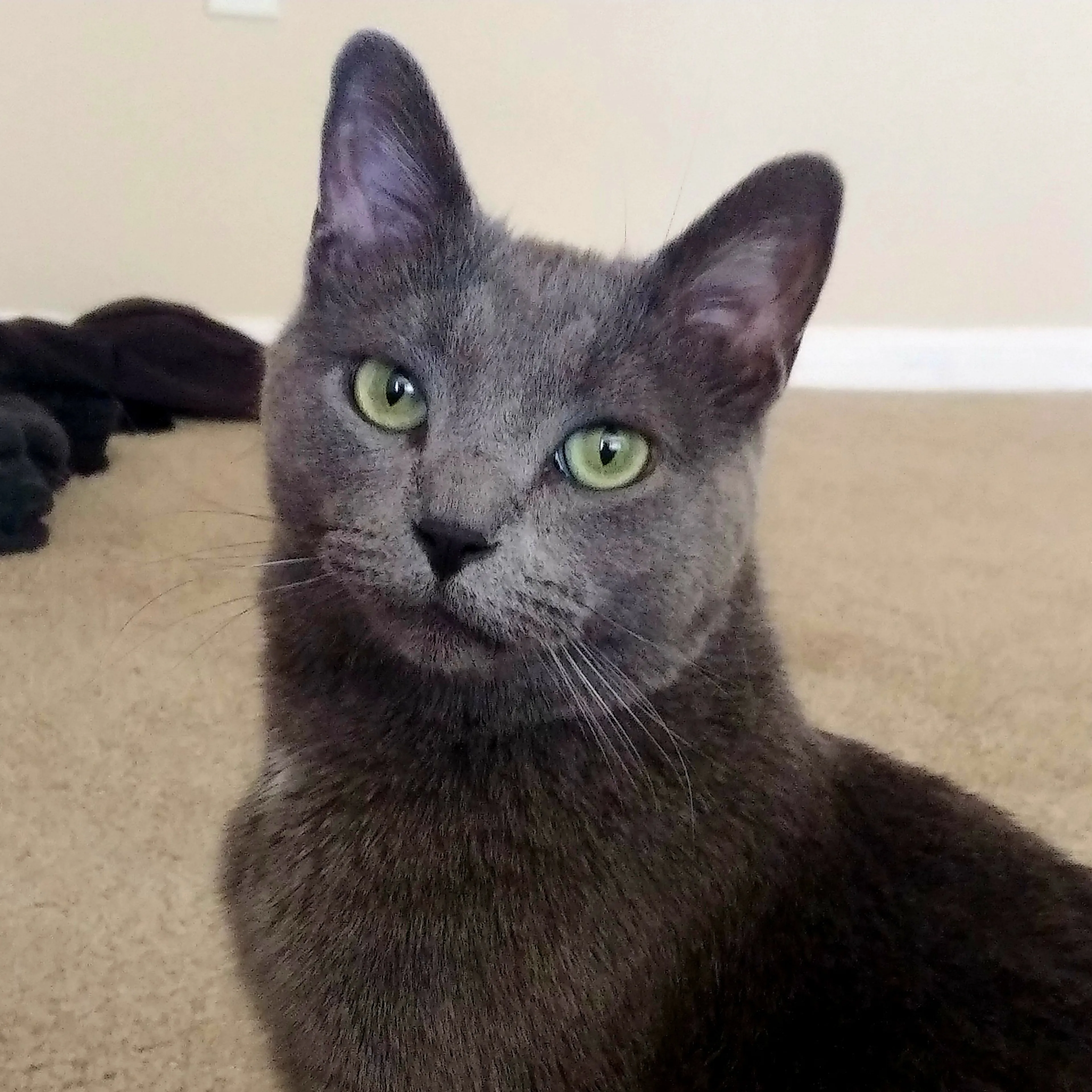 Lost pet-2