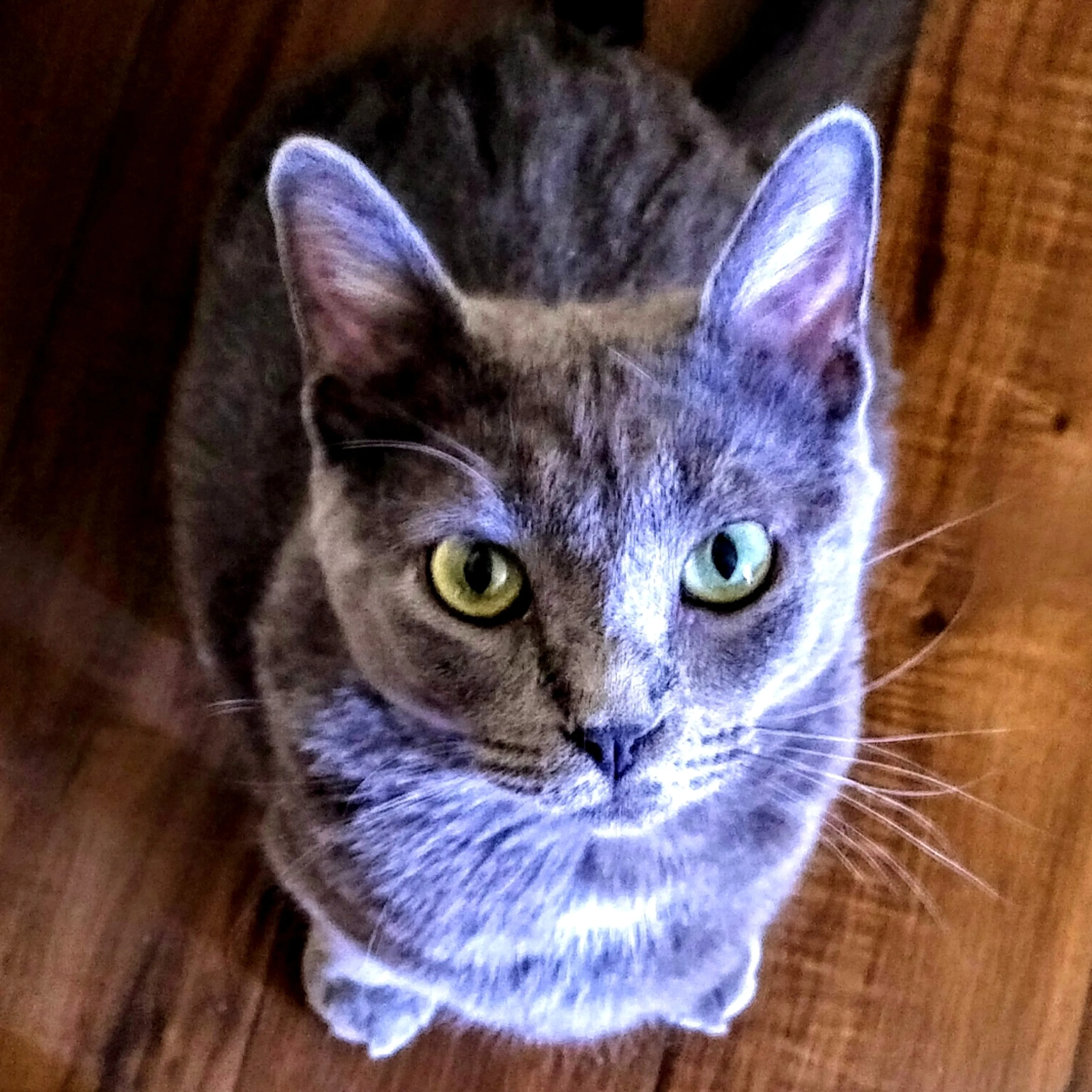 Lost pet-1