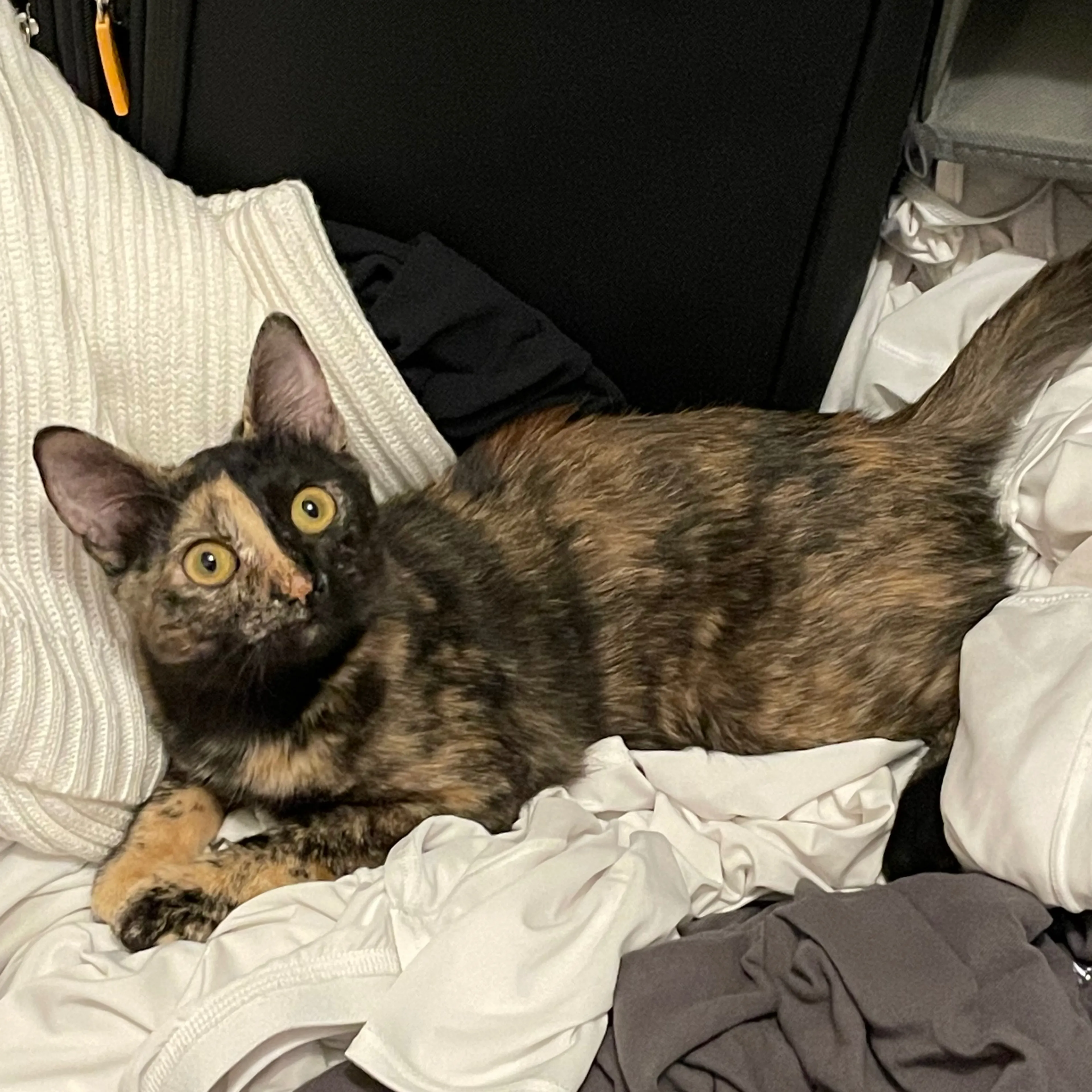 Lost pet-1