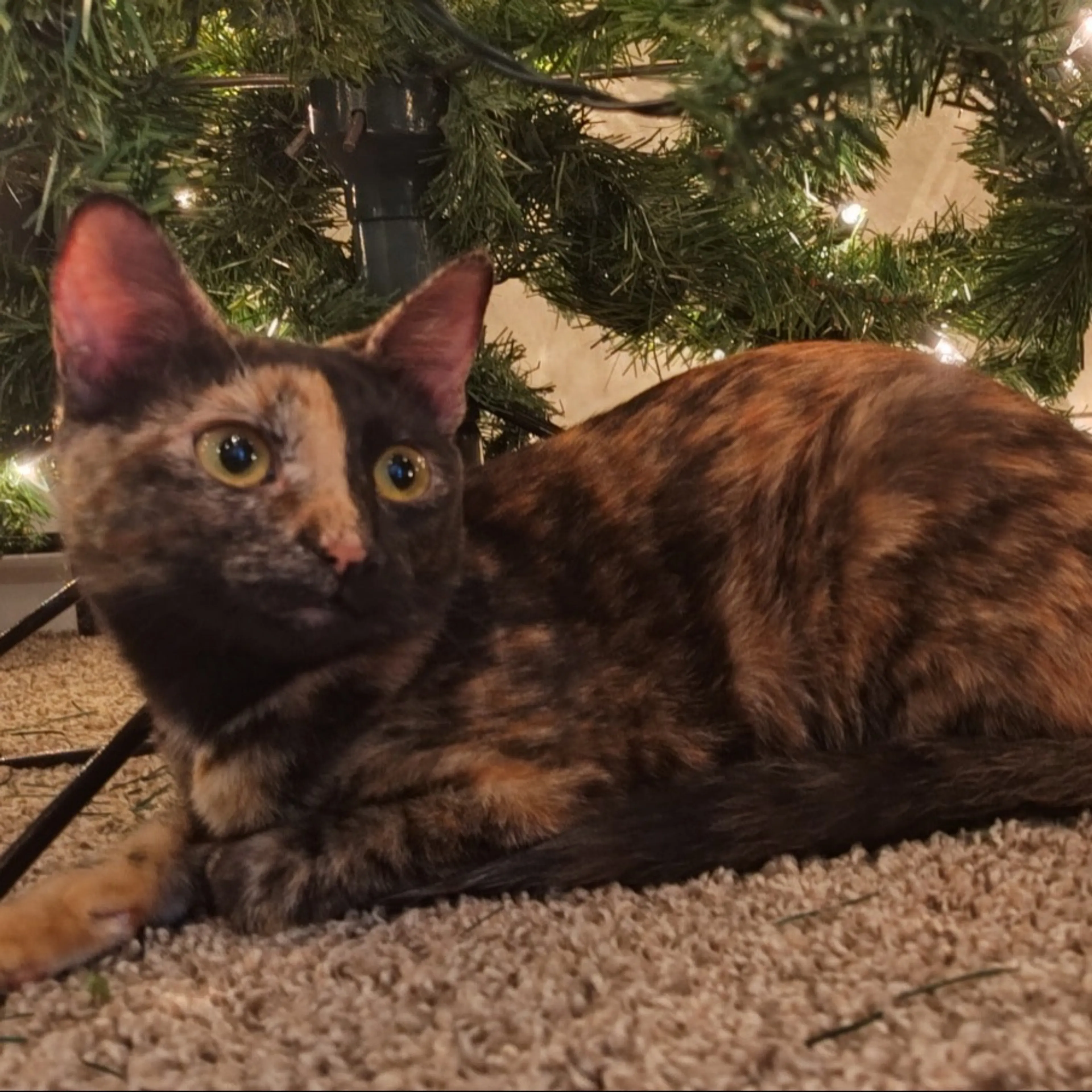 Lost pet-0