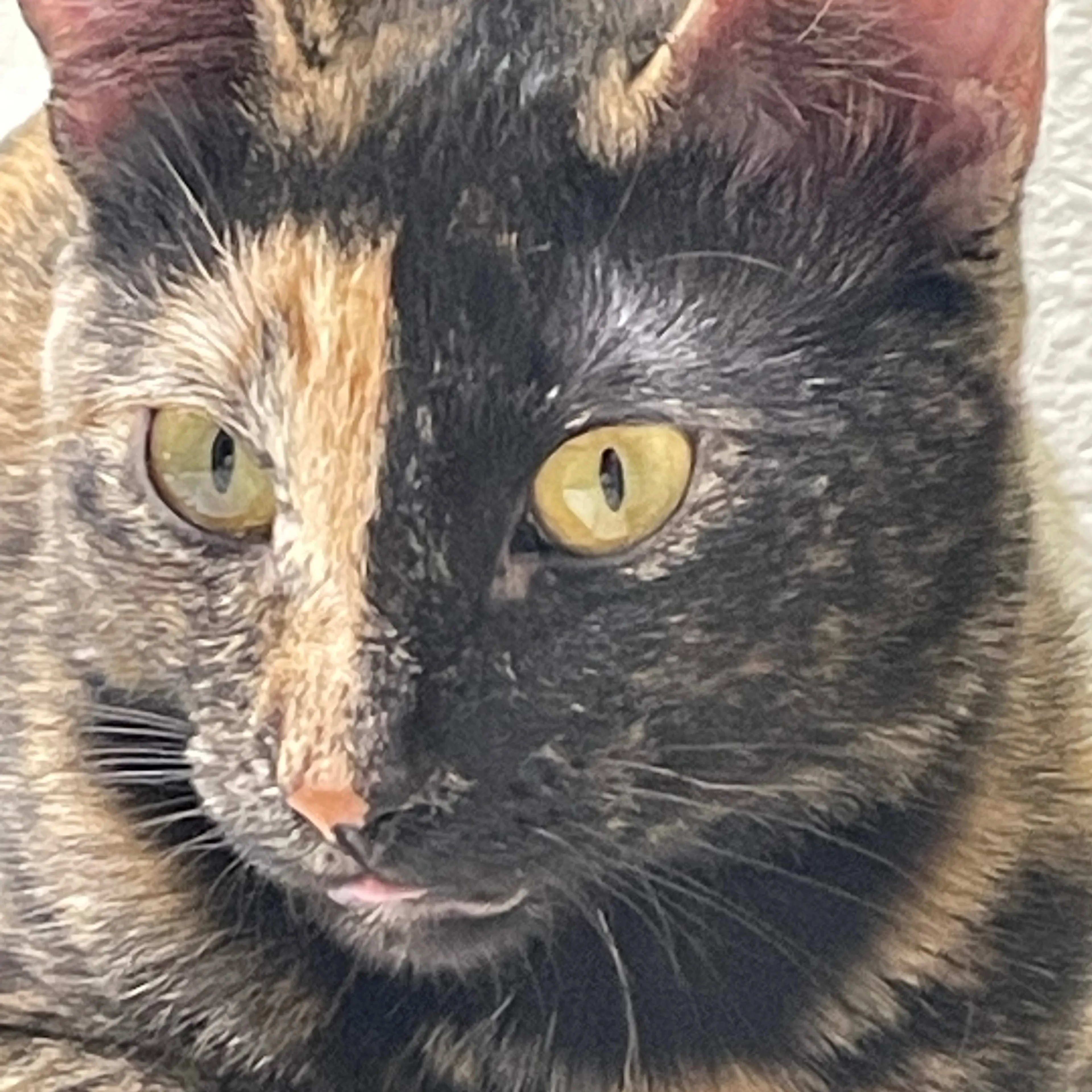 Lost pet-2